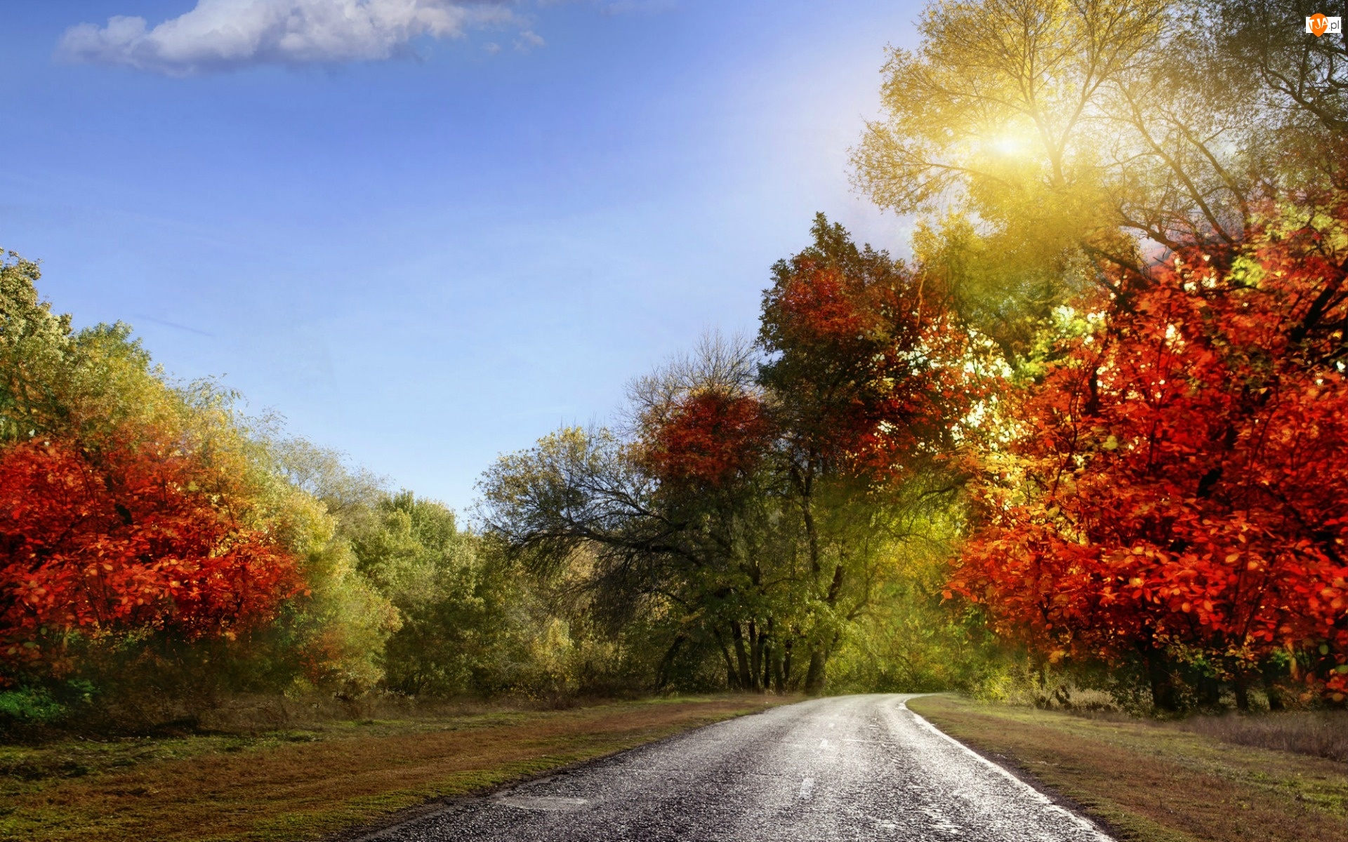 Drzewa, Słońca, Droga, Jesień, Kolorowe, Promienie
