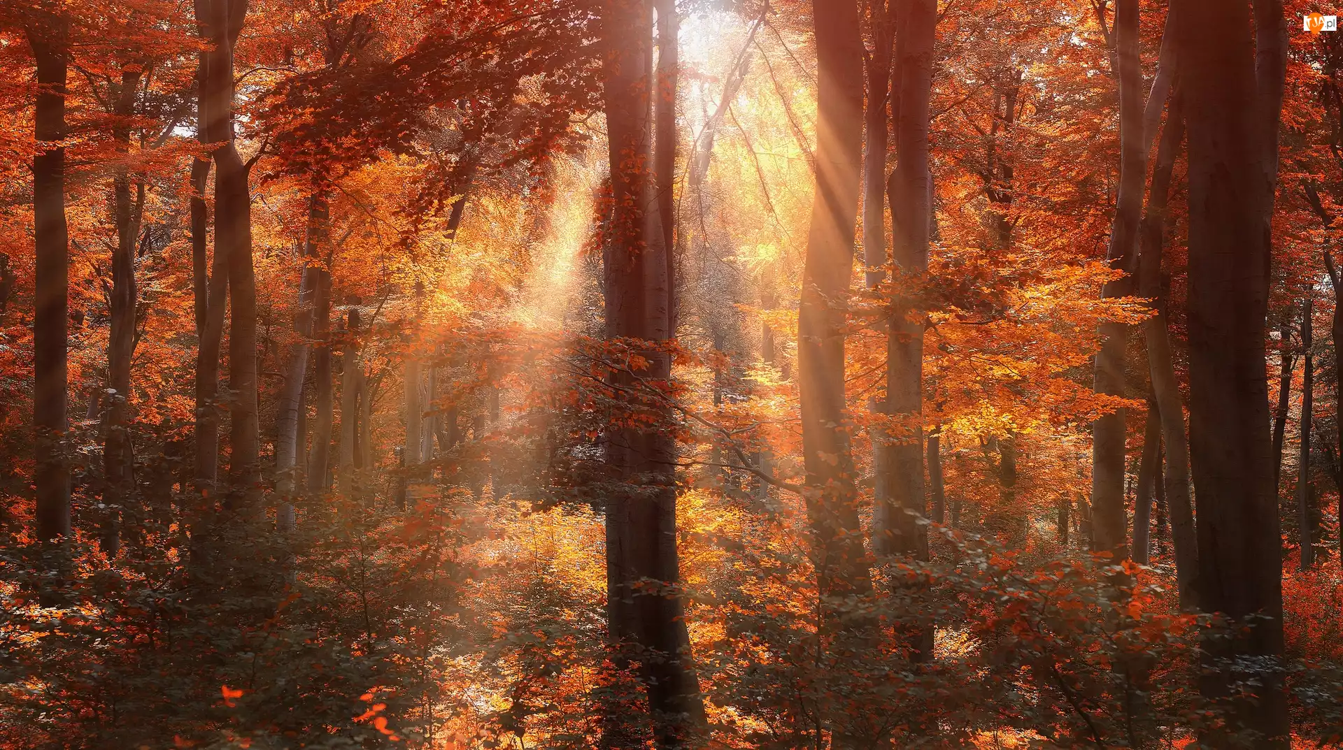 Las, Jesień, Promienie, Słońca