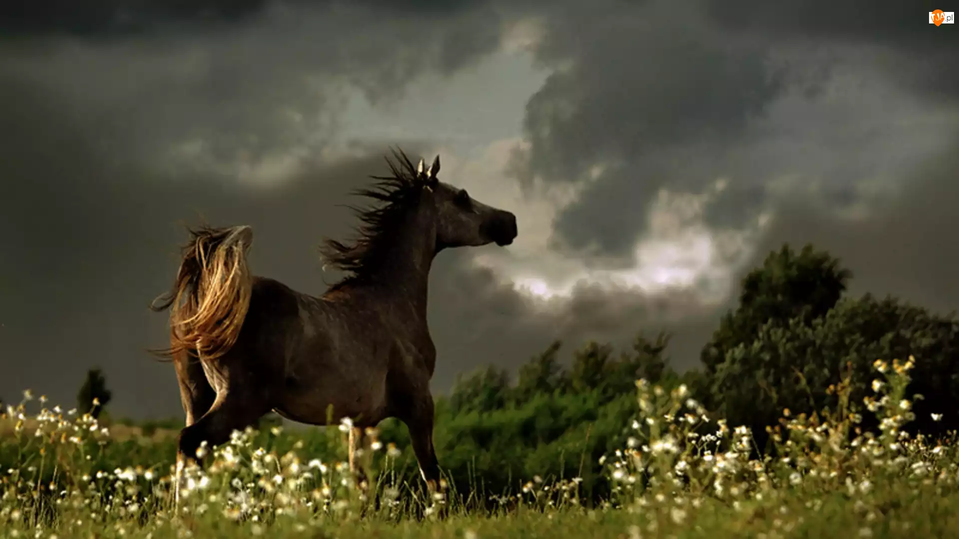 Летний вечер за лесами солнышко уж село. Лошади на рассвете. Лошадь скачет. Конь ночью.