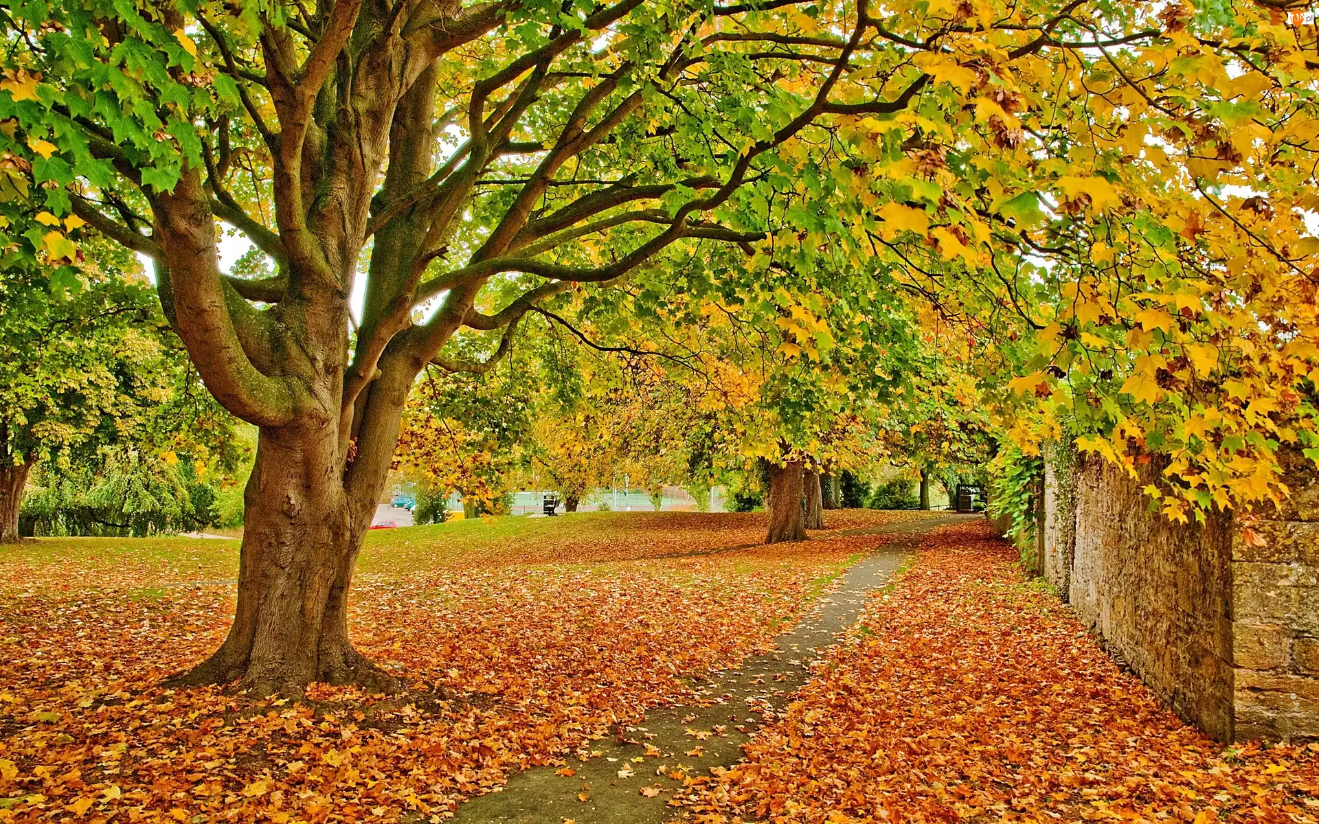 Park, Jesień, Drzewa, Liście