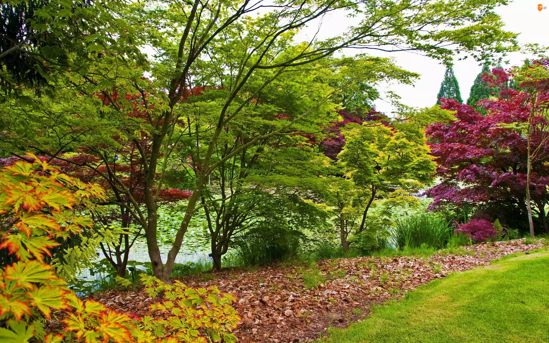 Jesień, Rzeka, Botaniczny, Ogród, Vancouver