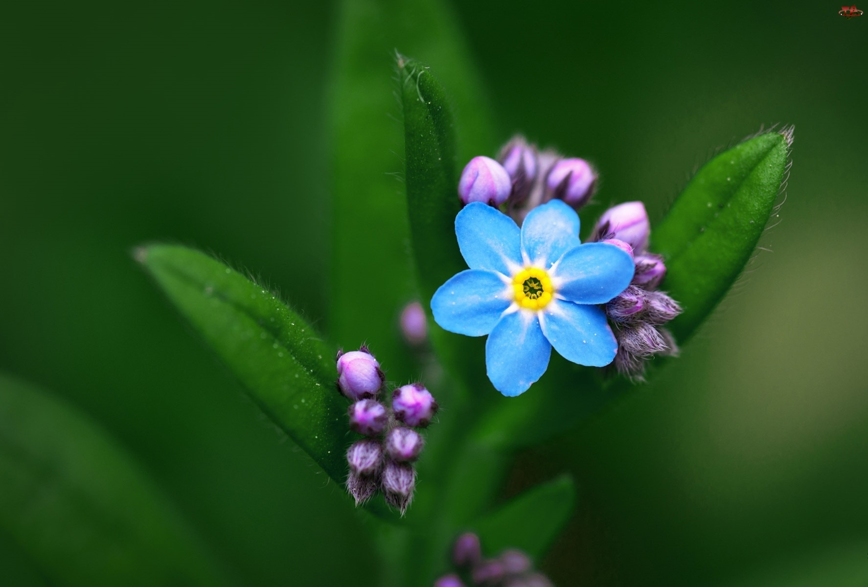 Liście, Niebieski, Kwiatek