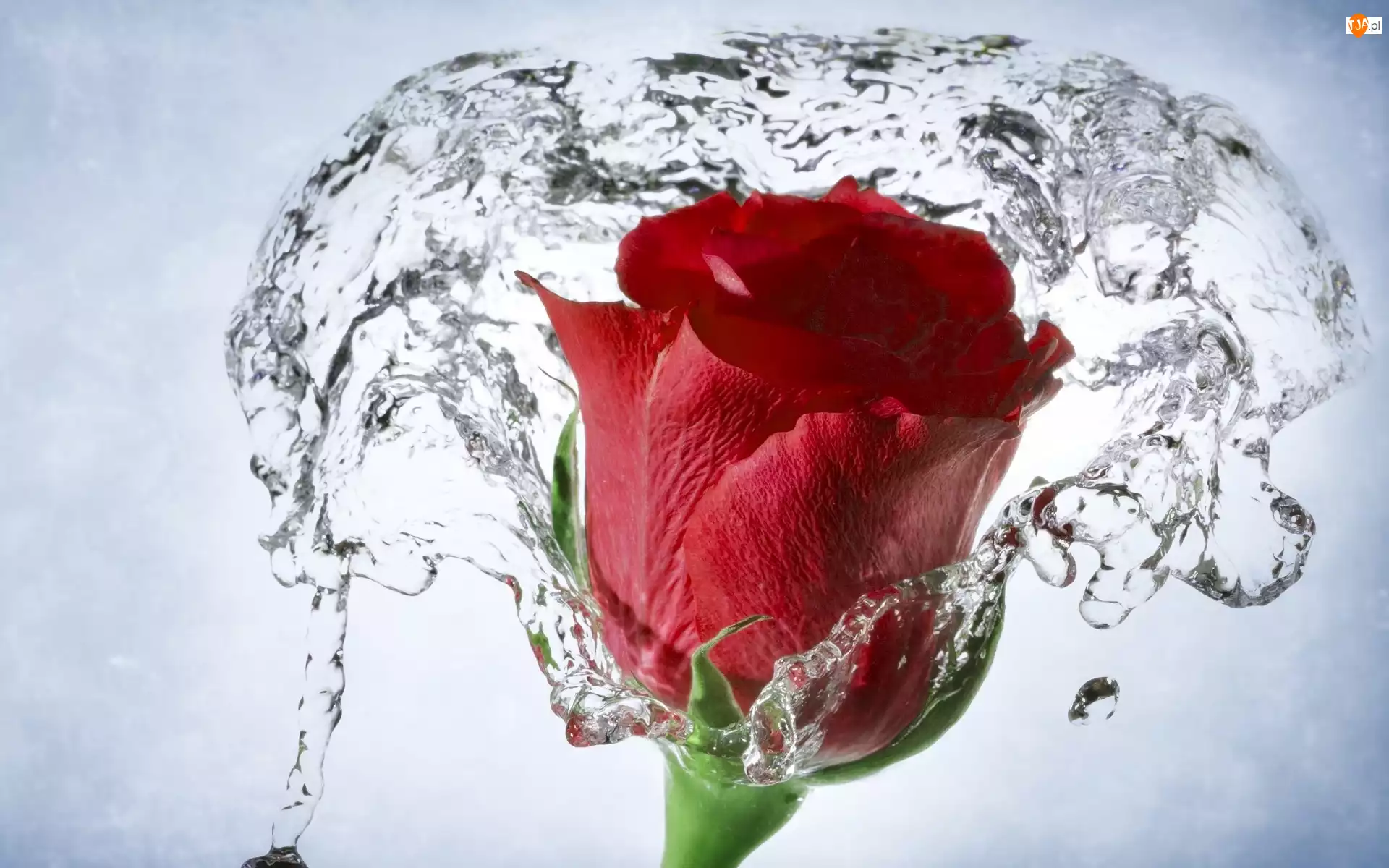 Woda, Czerwona, Róża