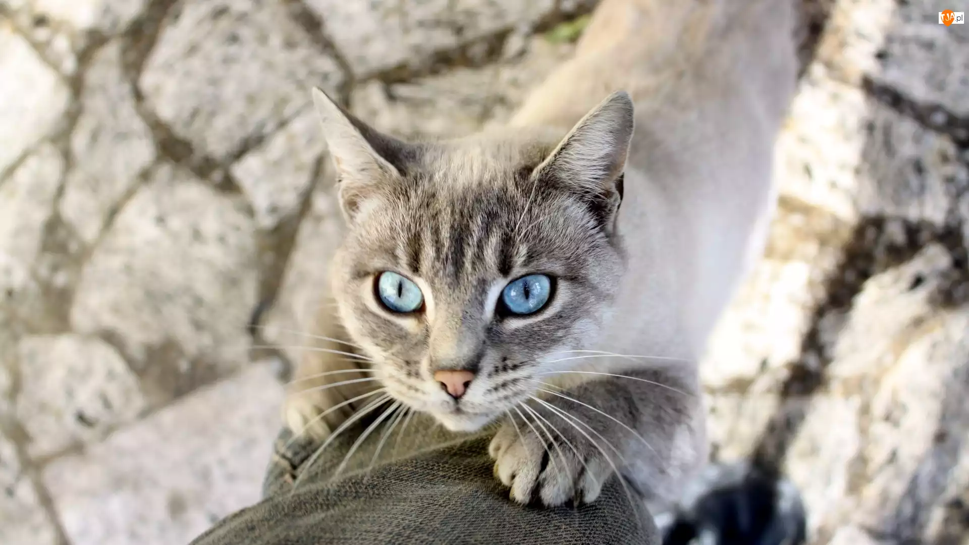Oczy, Kotek, Niebieskie