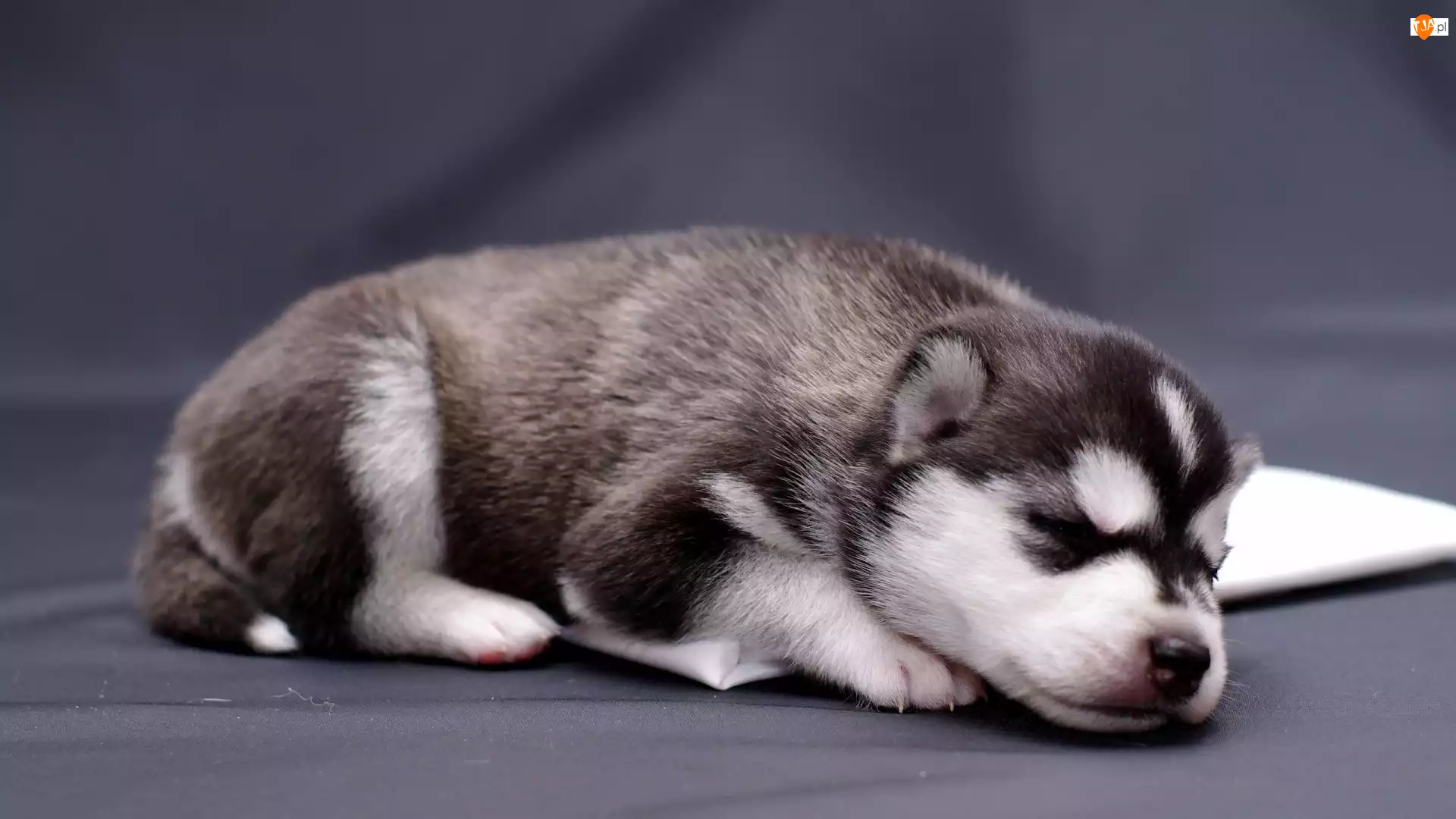 Siberian Husky, Śpiący, Szczeniak