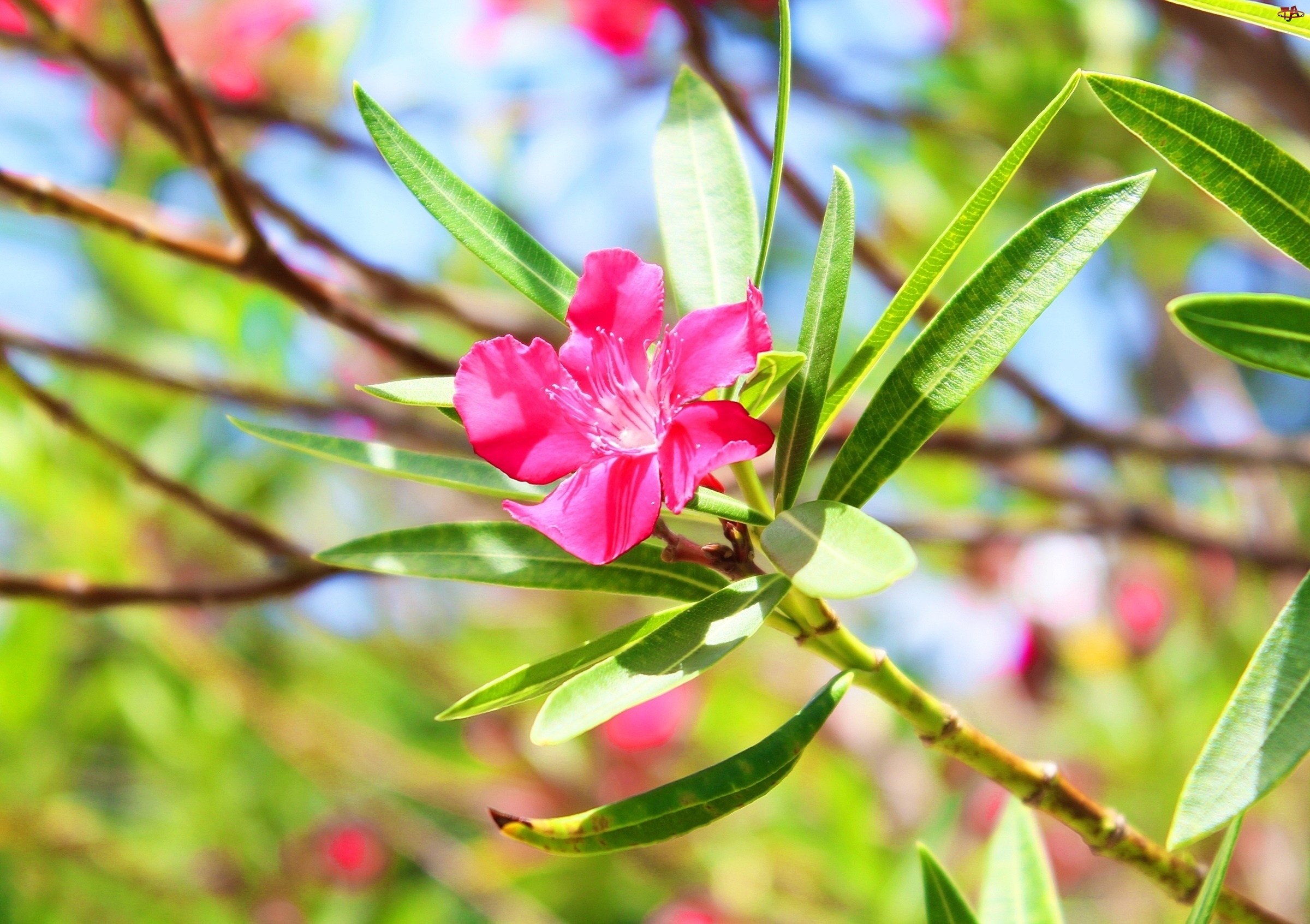 Oleander, Różowy, Kwiat