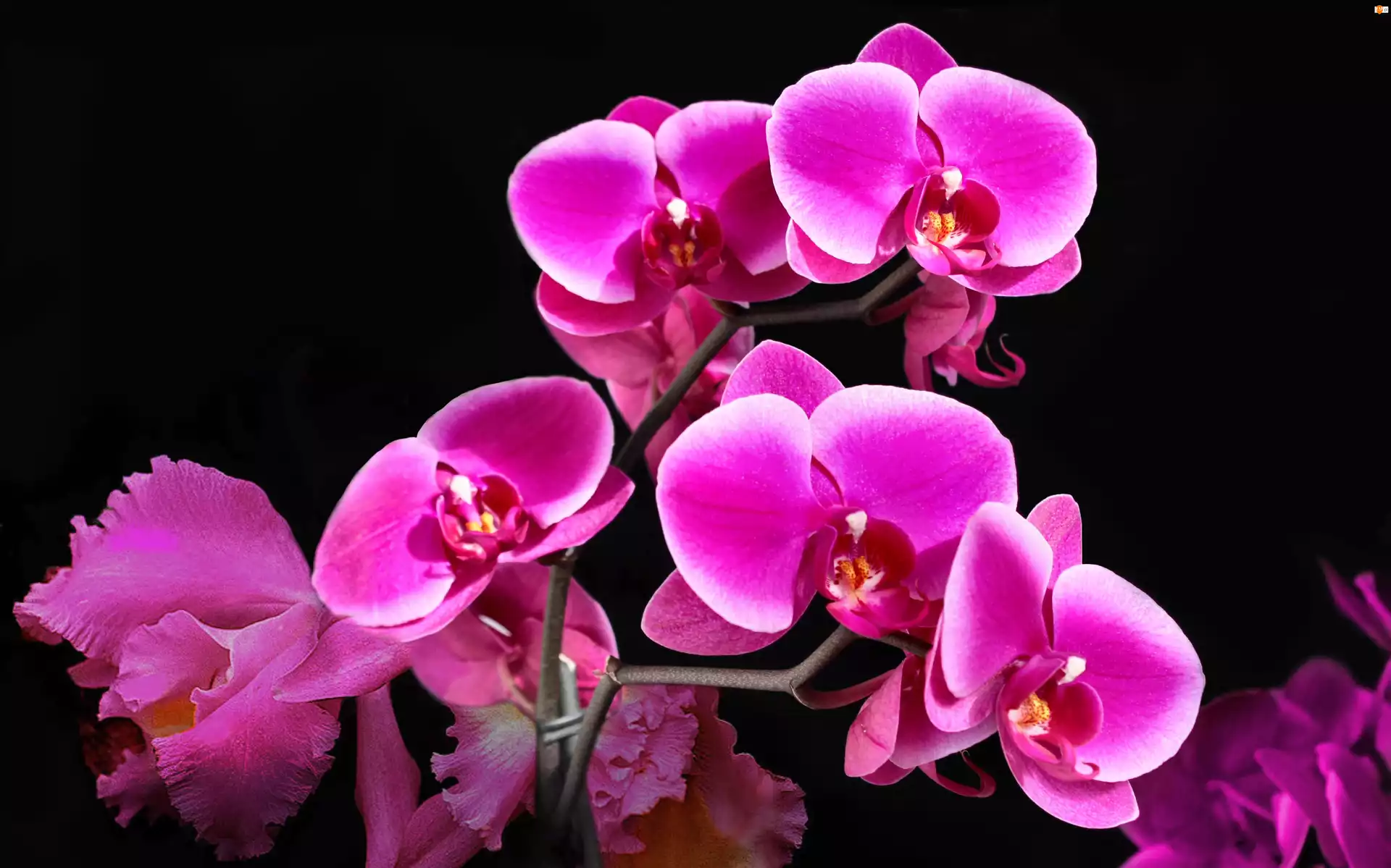 Storczyk, Kwiat, Orchidea