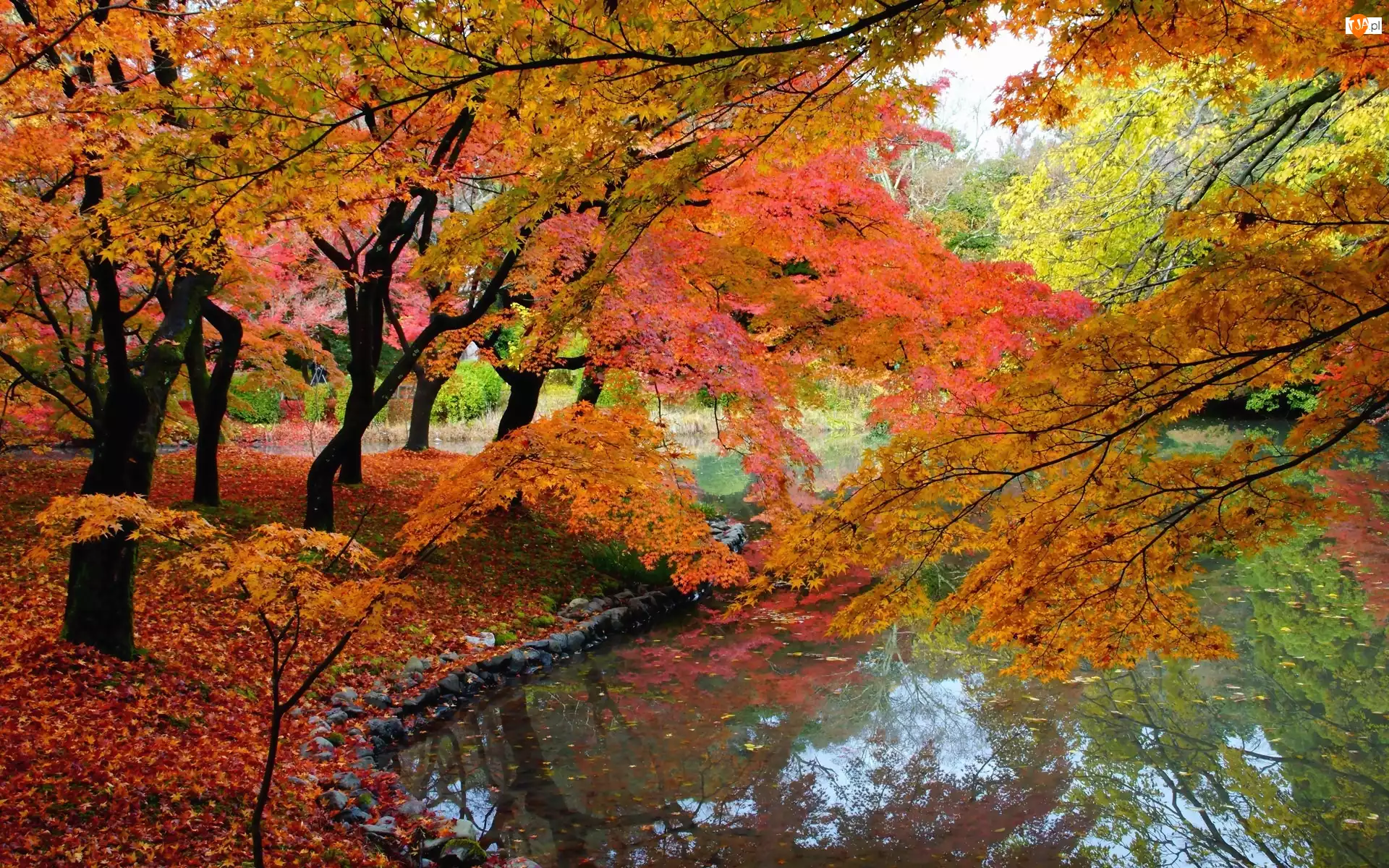 Jesień, Rzeka, Drzewa, Kolorowe, Park