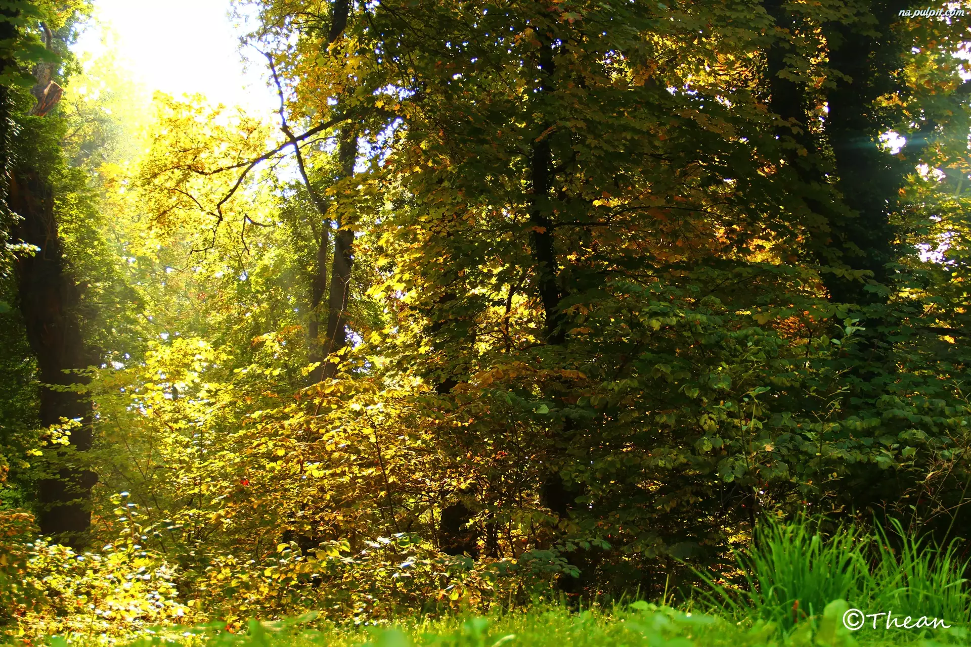Jesień, Ogród, Drzewa, Trawa