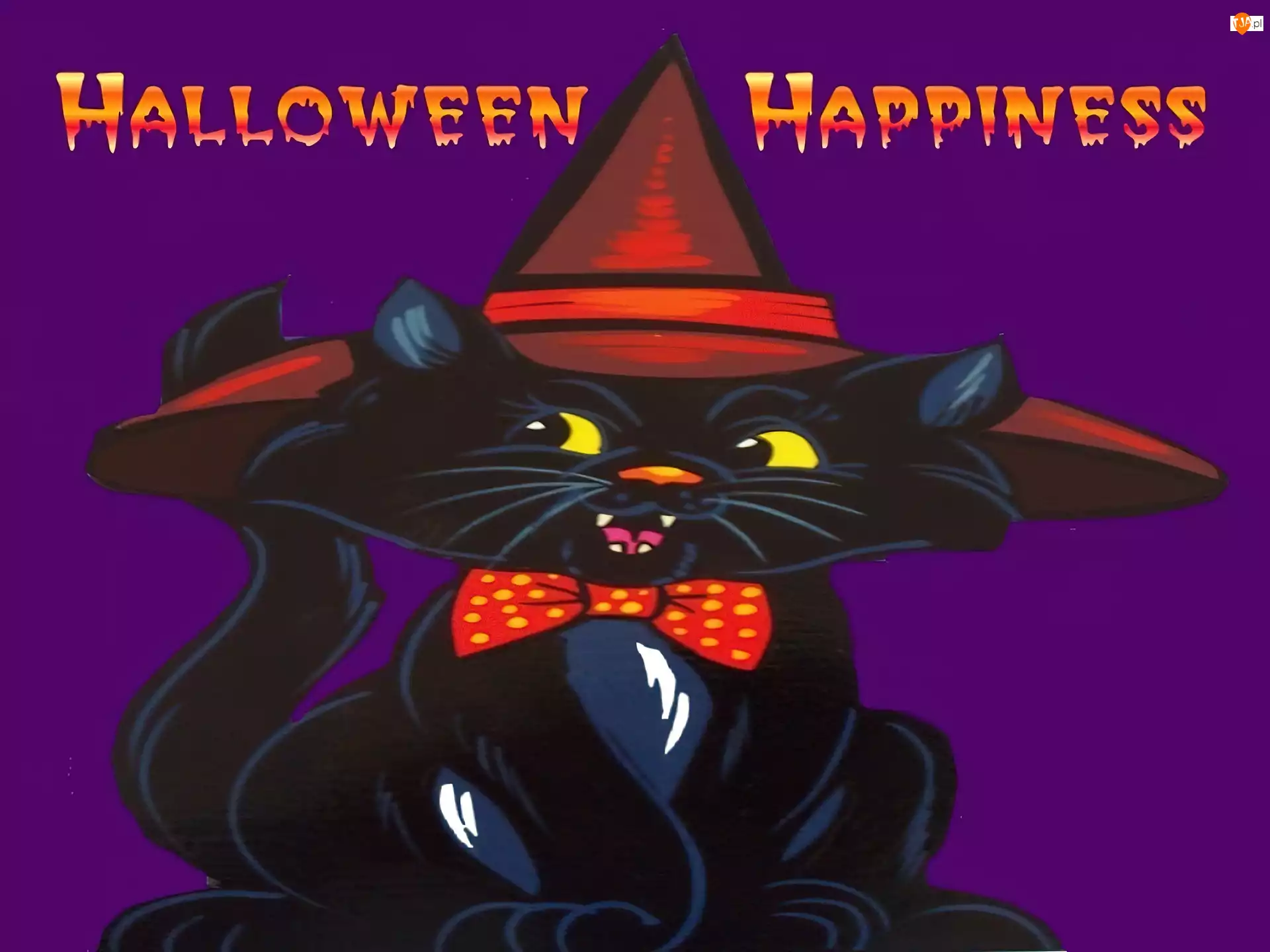 czarny kot, Halloween