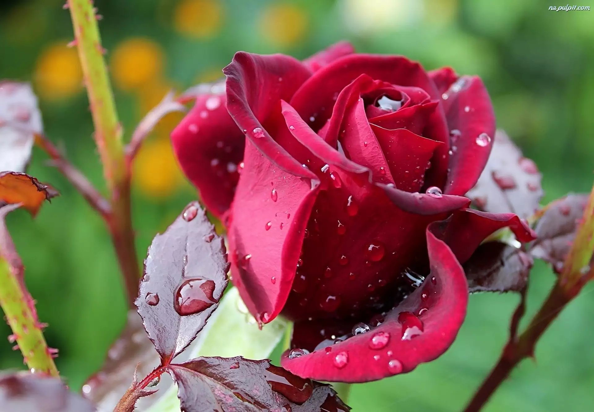Deszczu, Róża, Krople