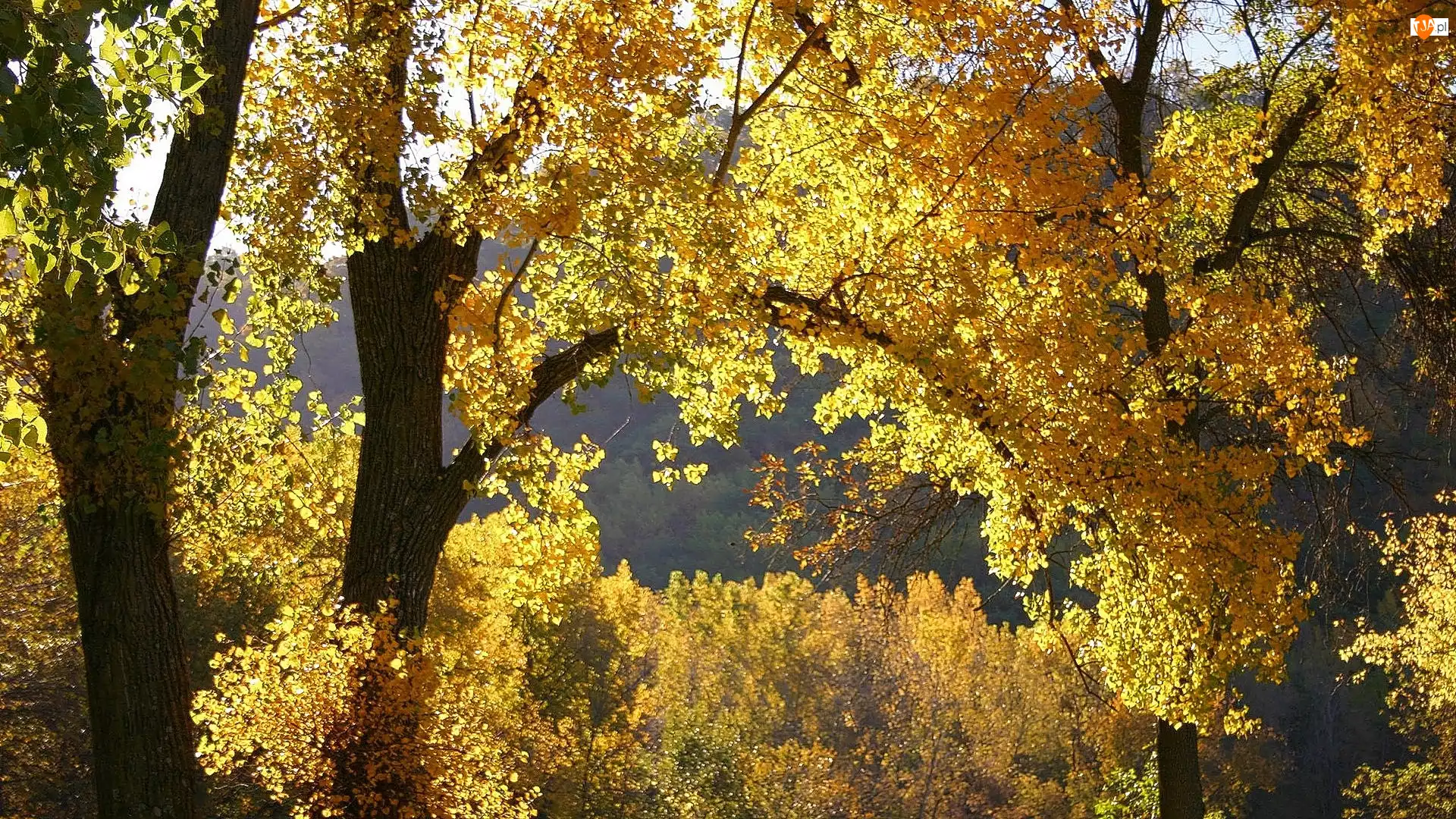 Jesień, Drzewa, Żółte, Liście