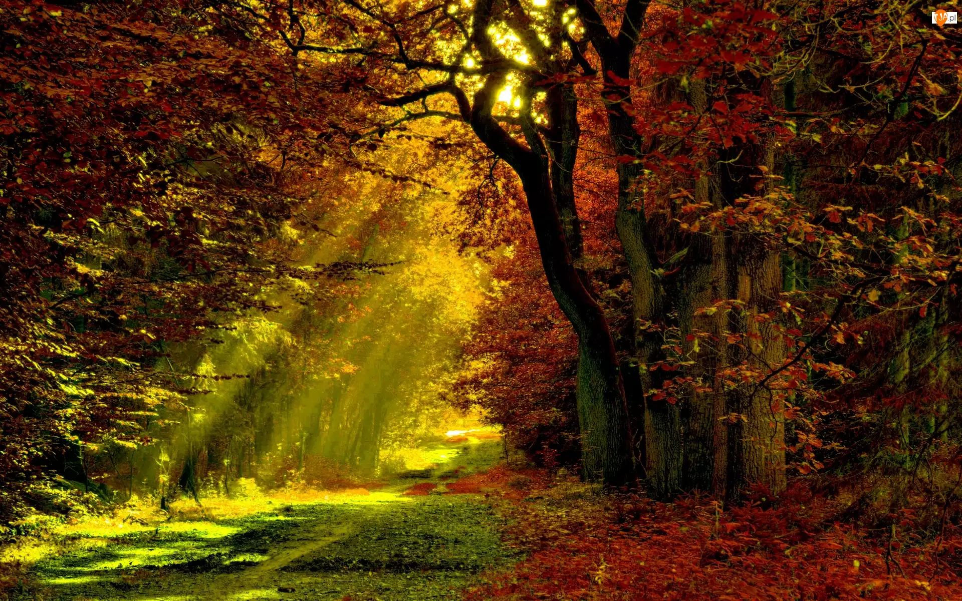 Jesień, Las, Promienie, Ścieżka, Słońca