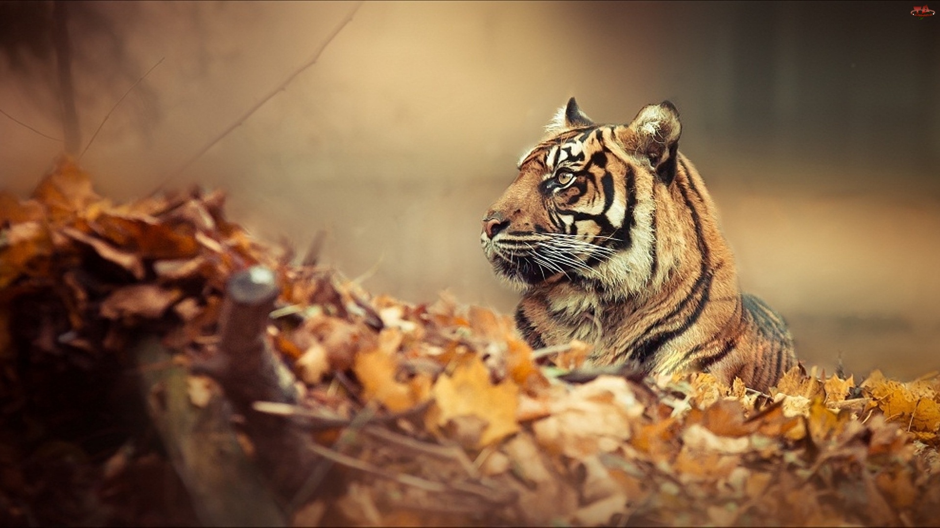 Jesień, Tygrys, Liście