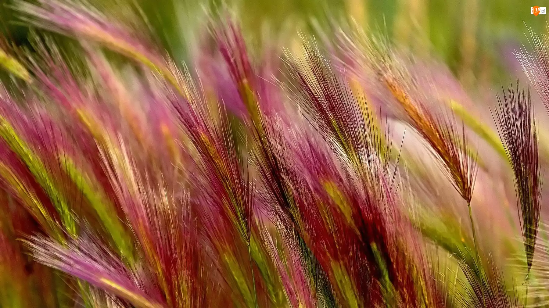 Trawy, Kolorowe, Kłosy
