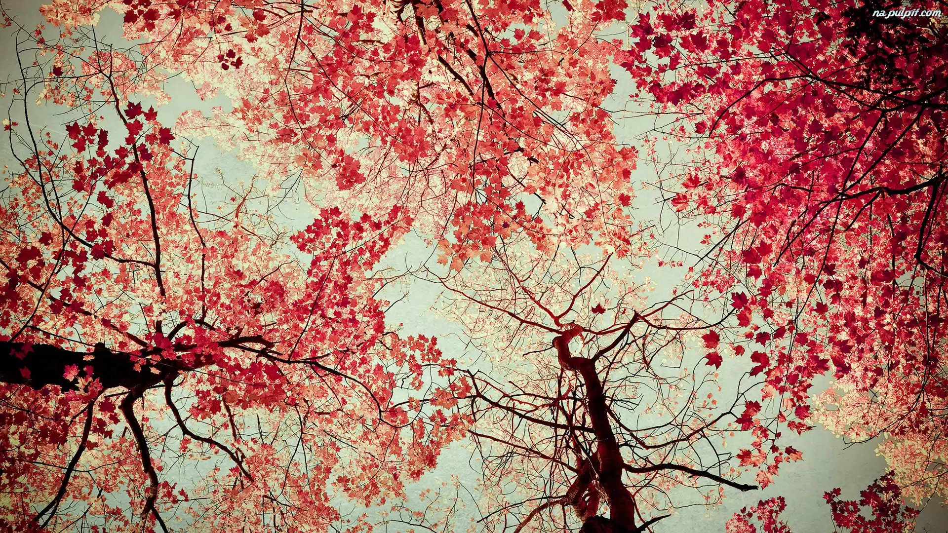 Liście, Jesień, Drzewa