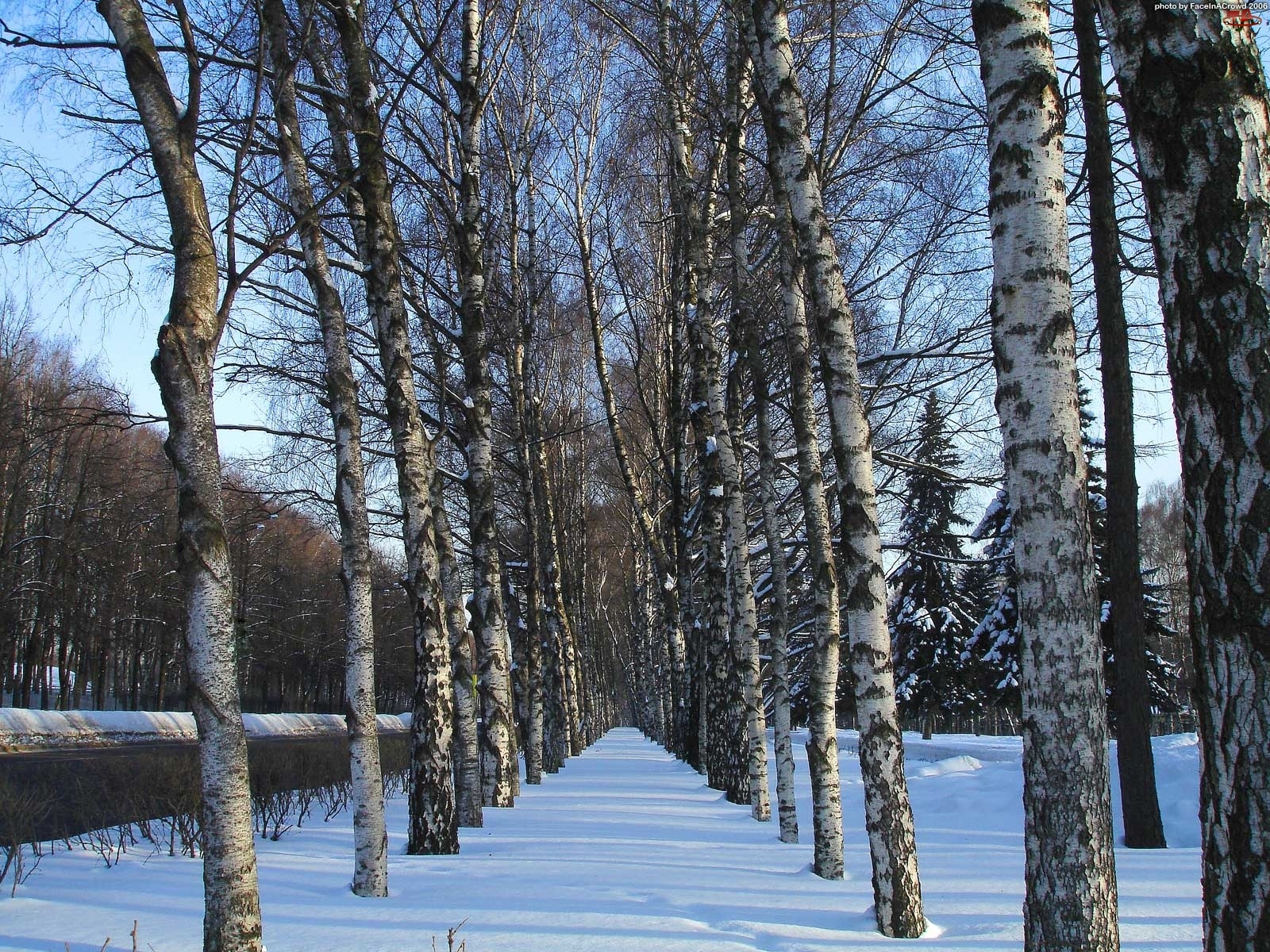 Śnieg, Alejka, Drzewa, Brzozy