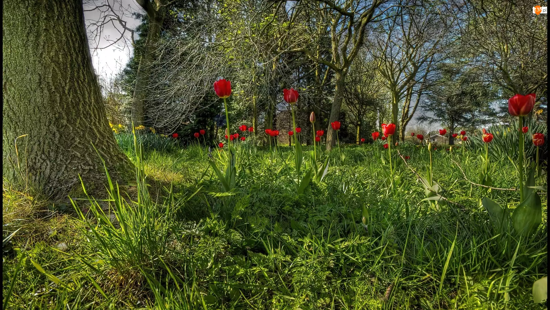 Tulipany, Ogród, Trawy, Drzewa, Czerwone