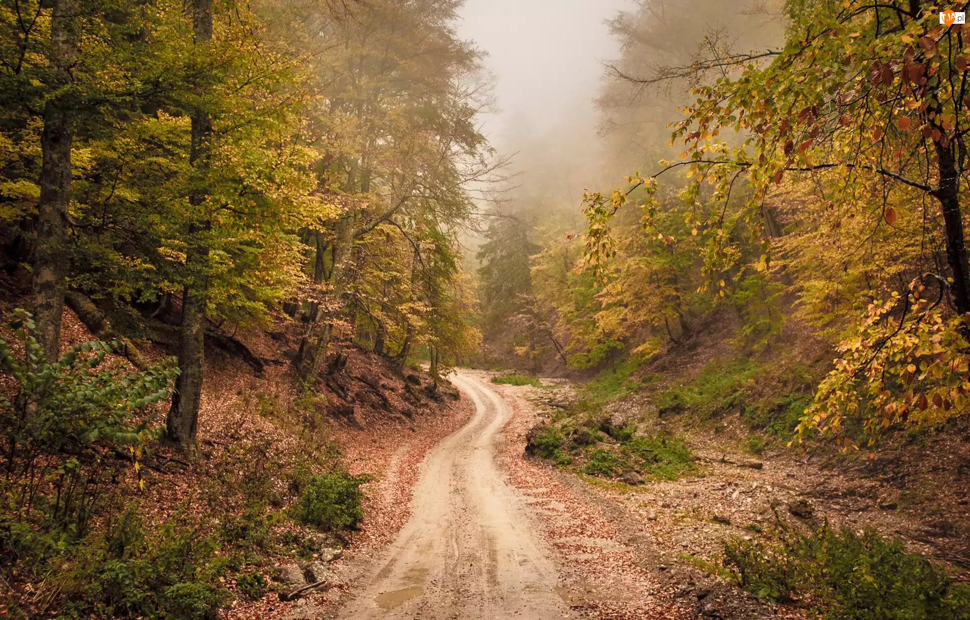 Las, Jesień, Droga, Mgła
