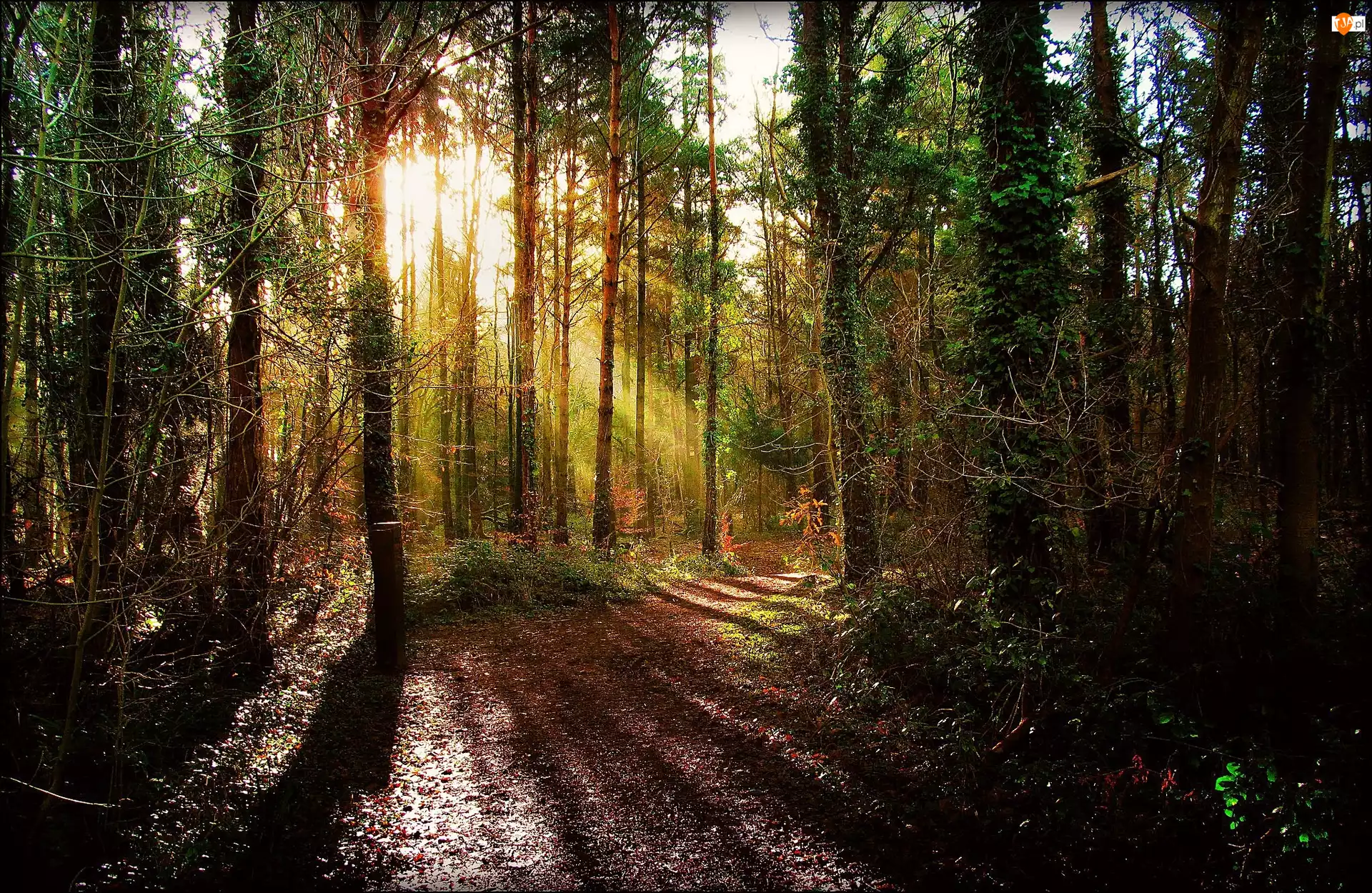 Las, Światło, Droga, Przebijające