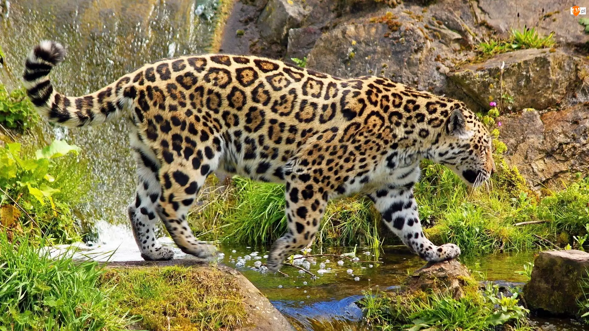 Skały, Jaguar, Woda