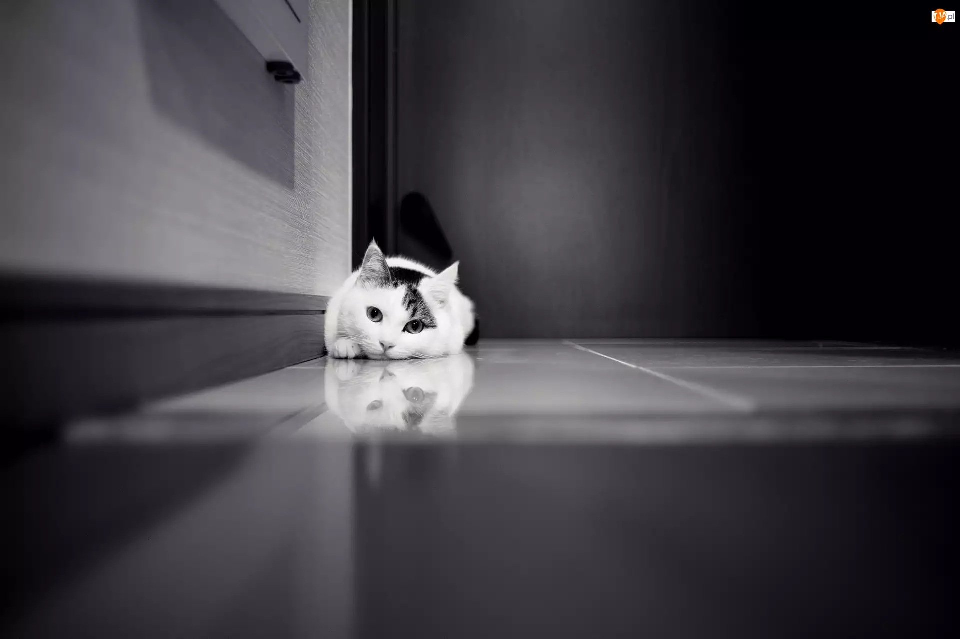 Czarno-Białe, Kot, Podłoga