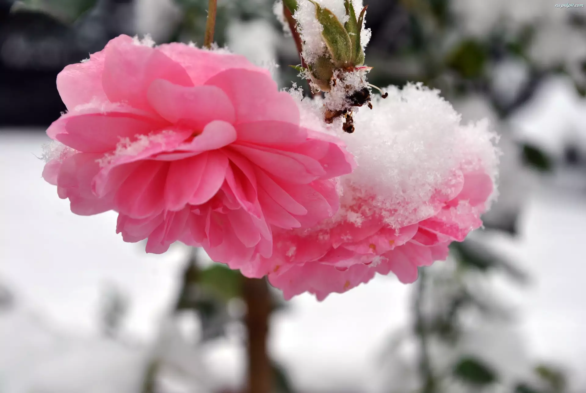 Śnieg, Różowe, Róże