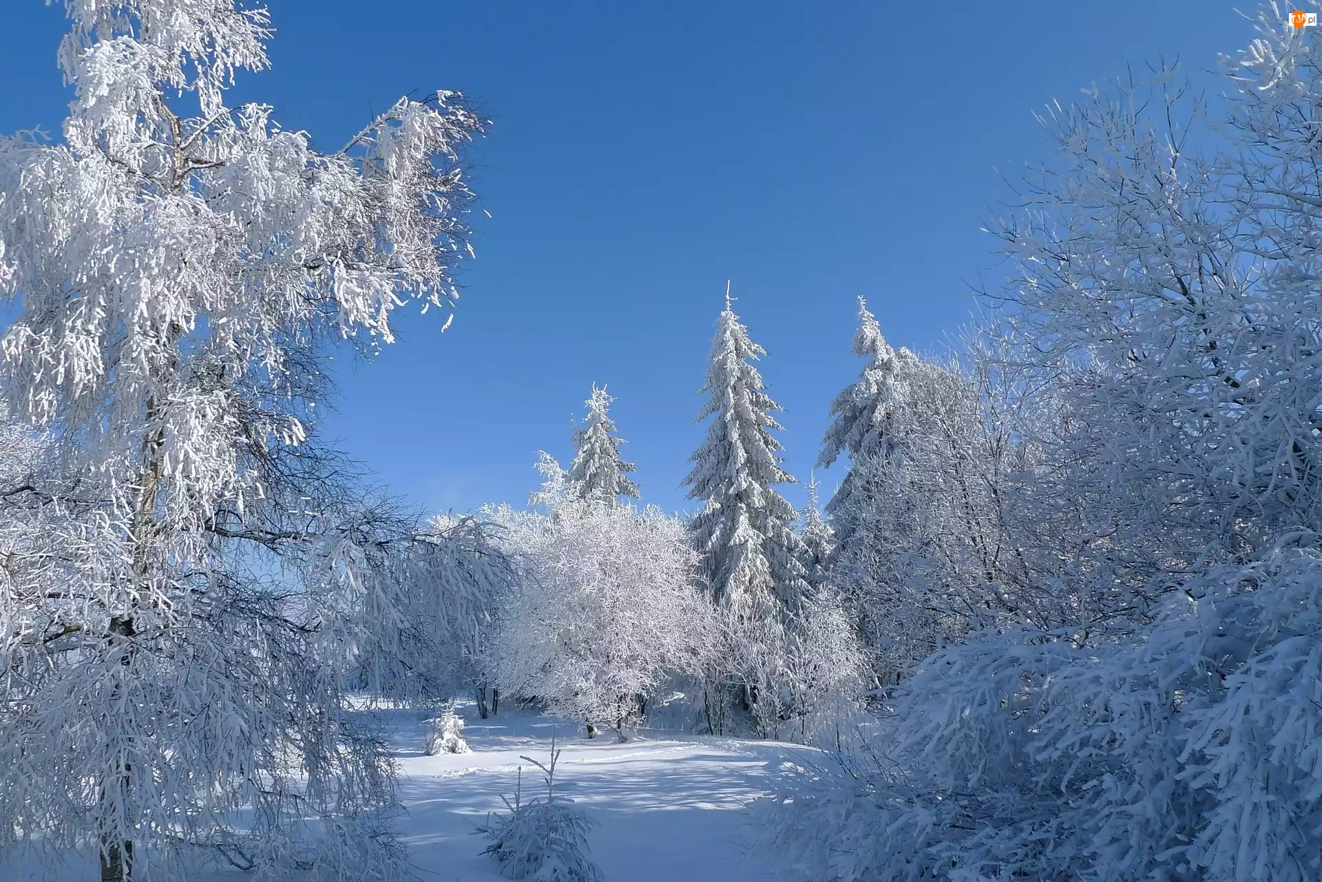 Drzewa, Zima, Śnieg, Oszronione