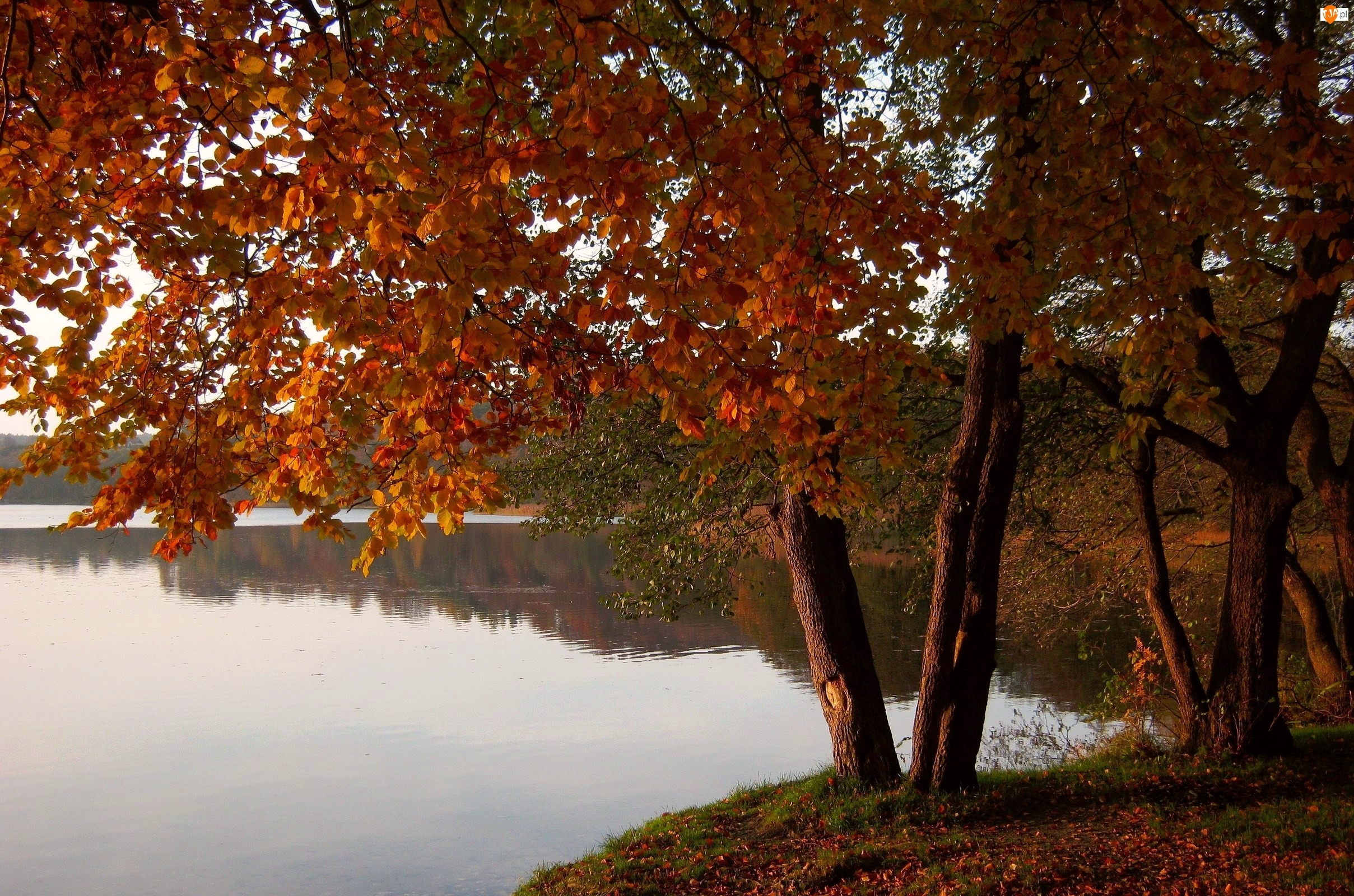Krajobraz, Jezioro, Drzewa, Jesień