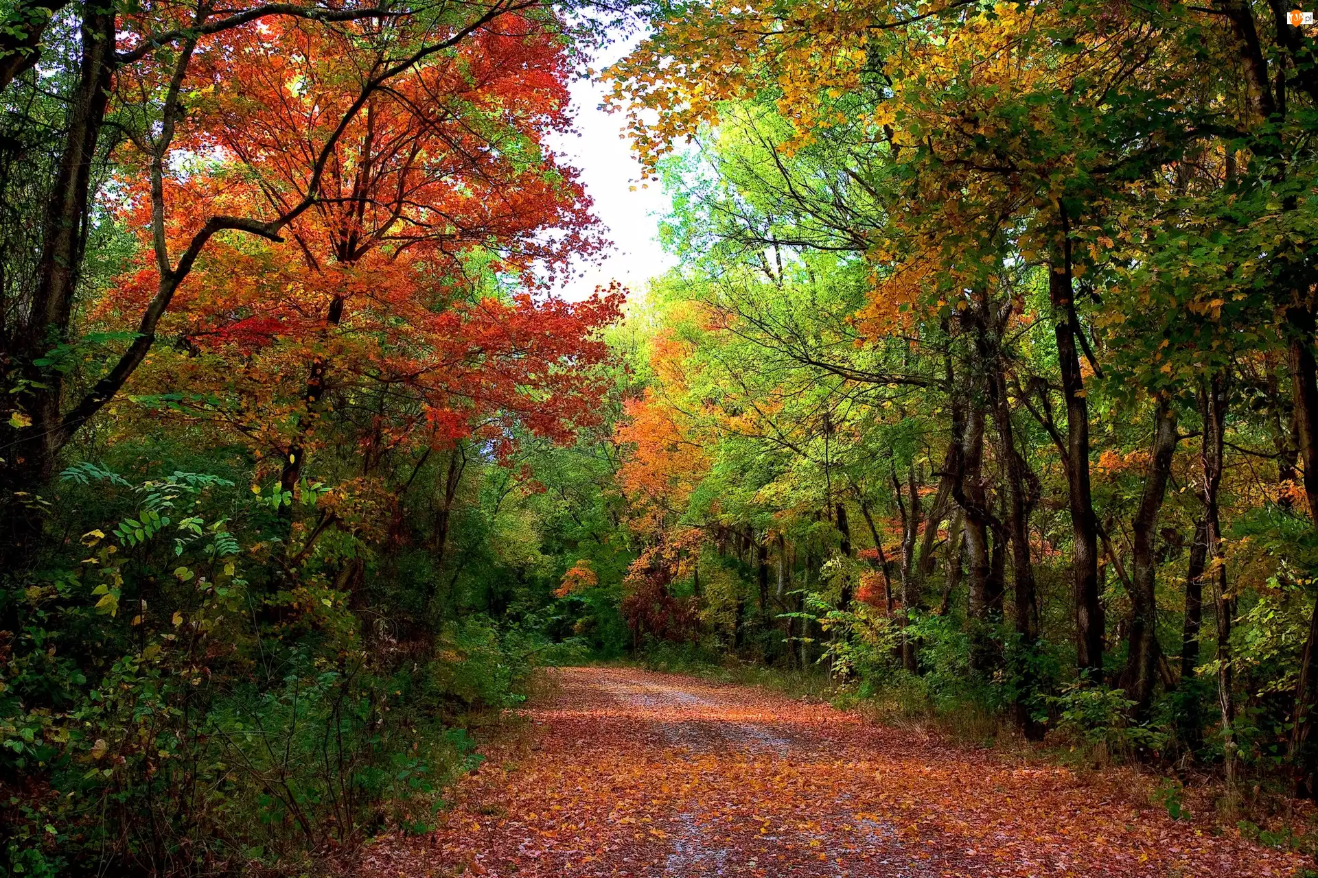 Ścieżka, Jesień, Las, Drzewa