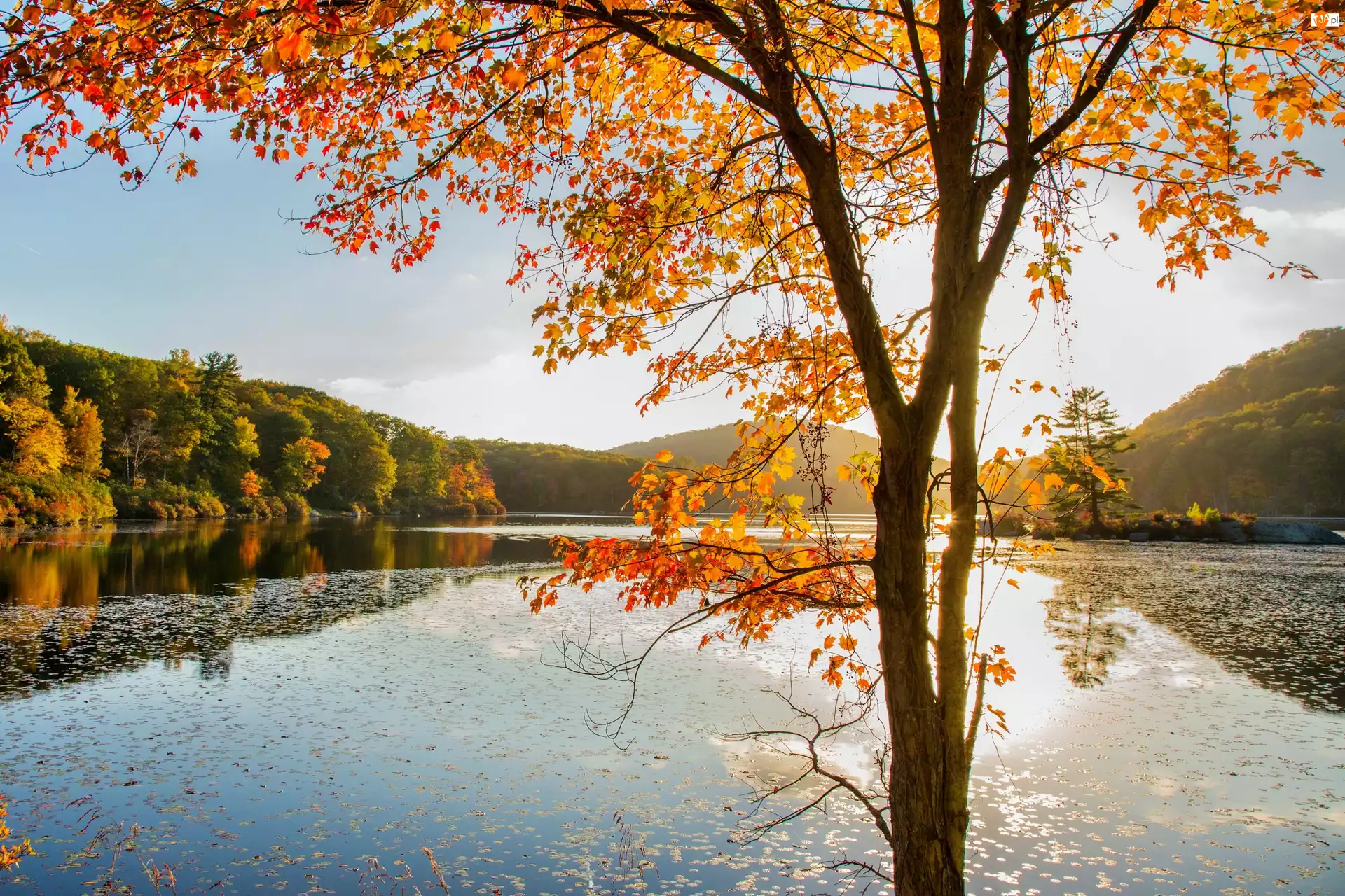 Jesień, Drzewo, Jezioro, Lasy