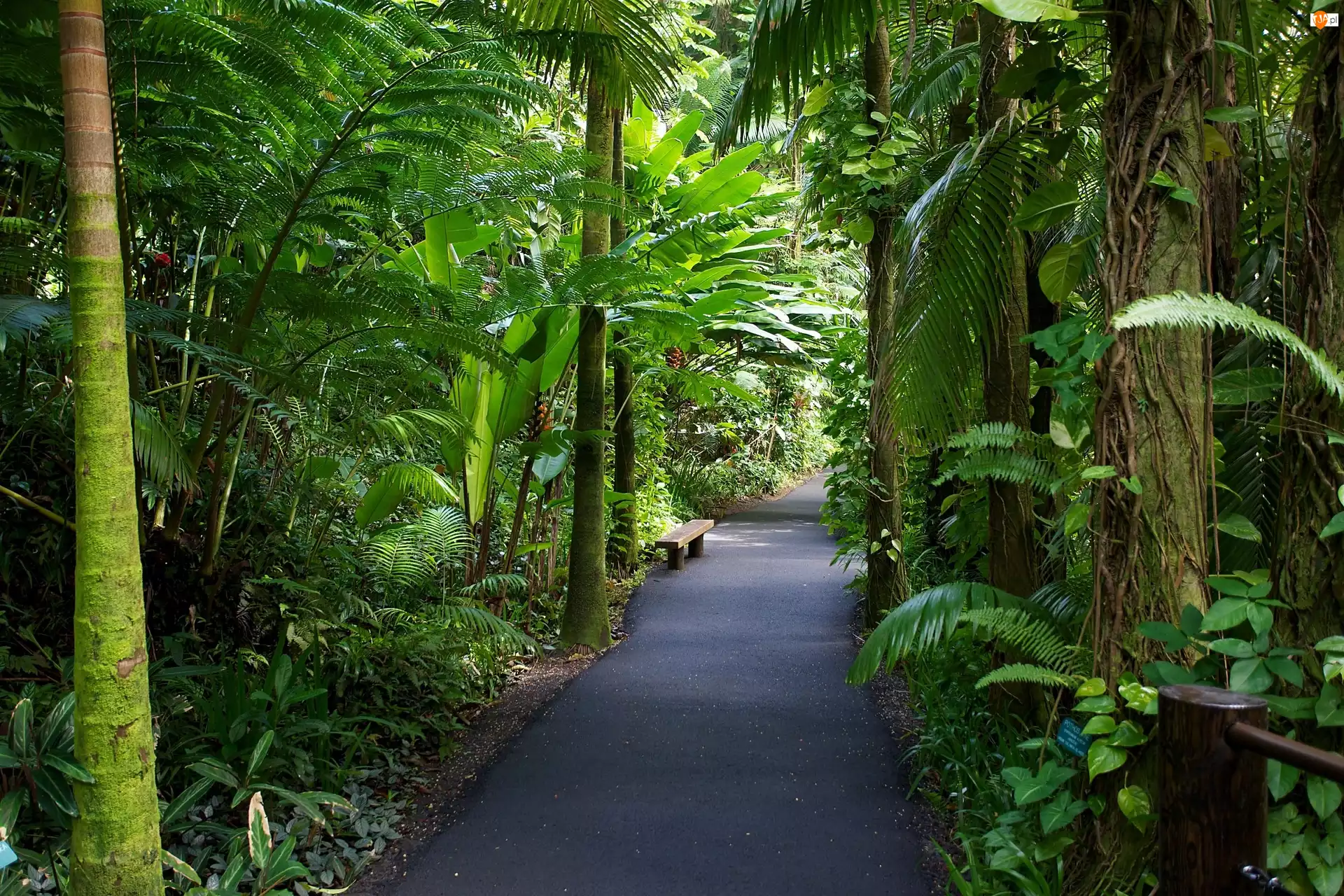 Aleja, Hawaje, Tropikalny, Ogród Botaniczny