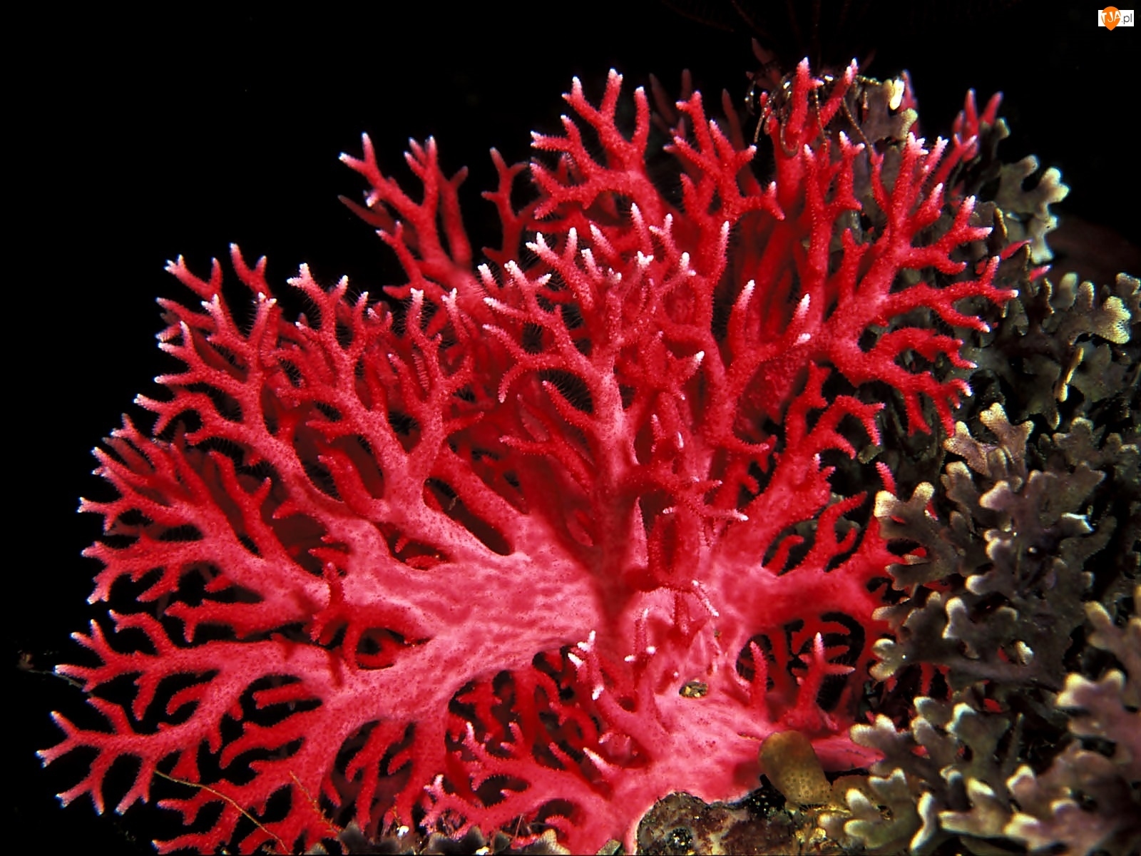 Rafa, Koralowiec