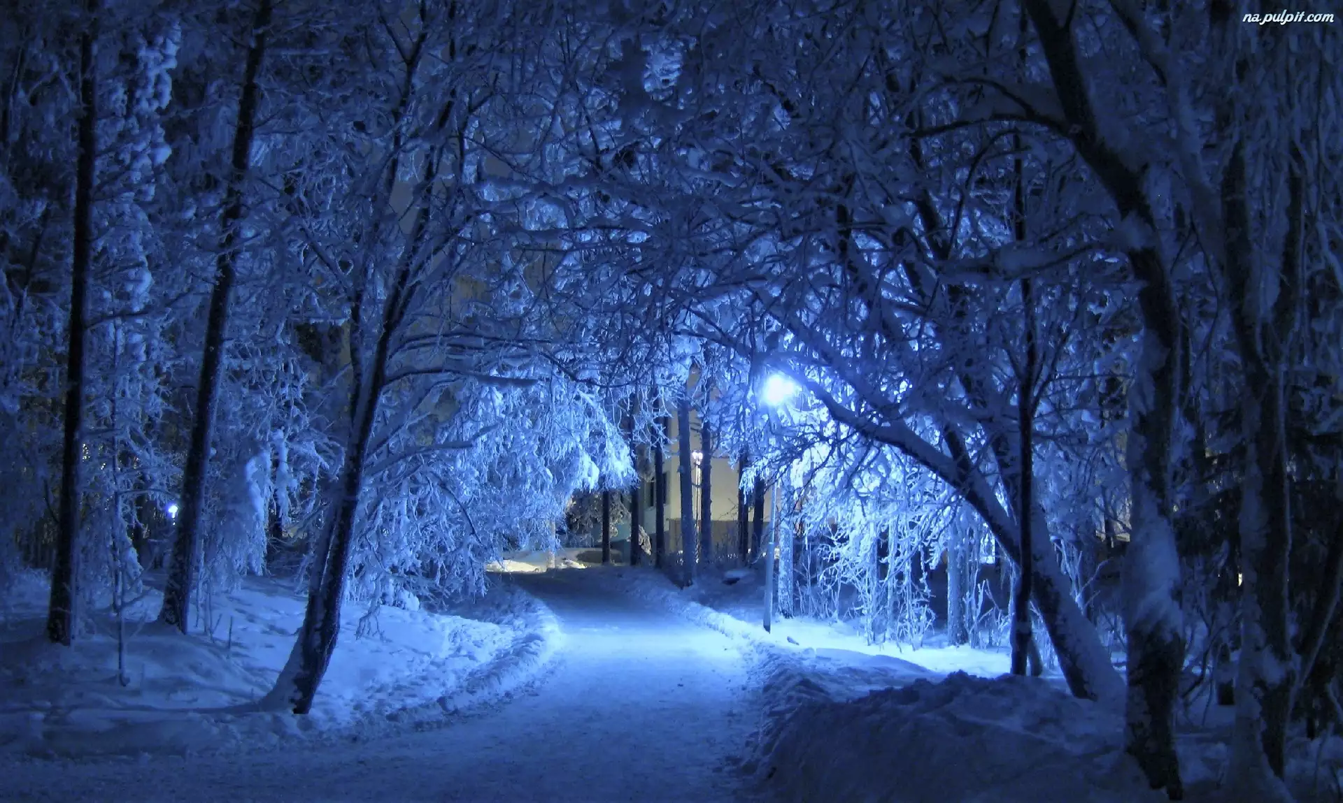 Drzewa, Zima, Park, Śnieg, Droga