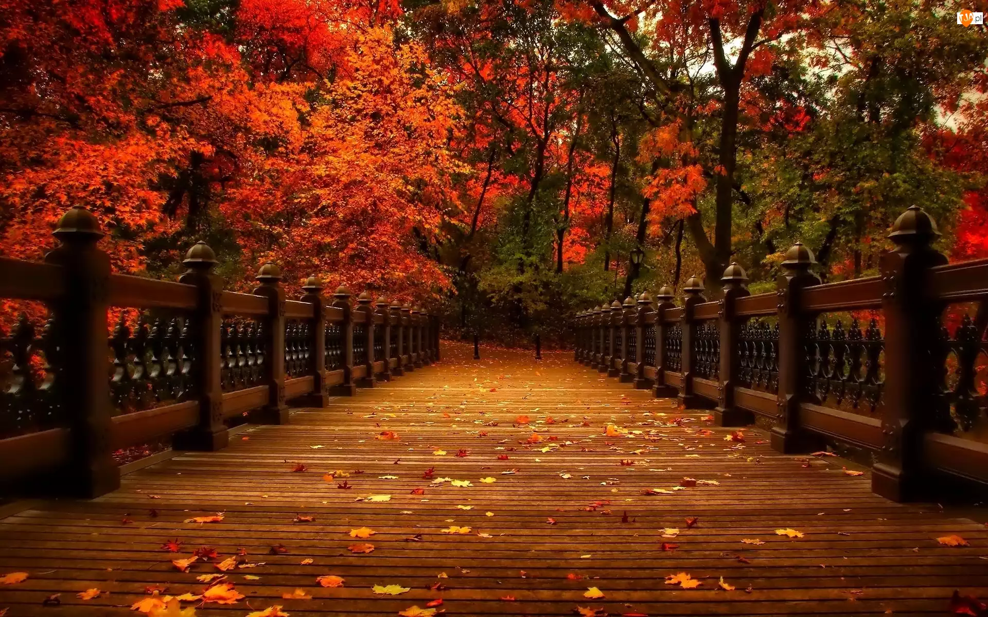 Kolorowe, Liście, Most, Jesień, Park, Drzewa