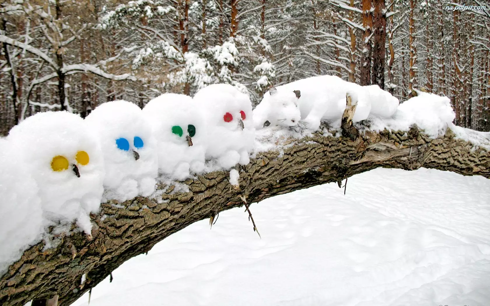 Drzewo, Powalone, Śniegowe, Kot, Figury, Sowy