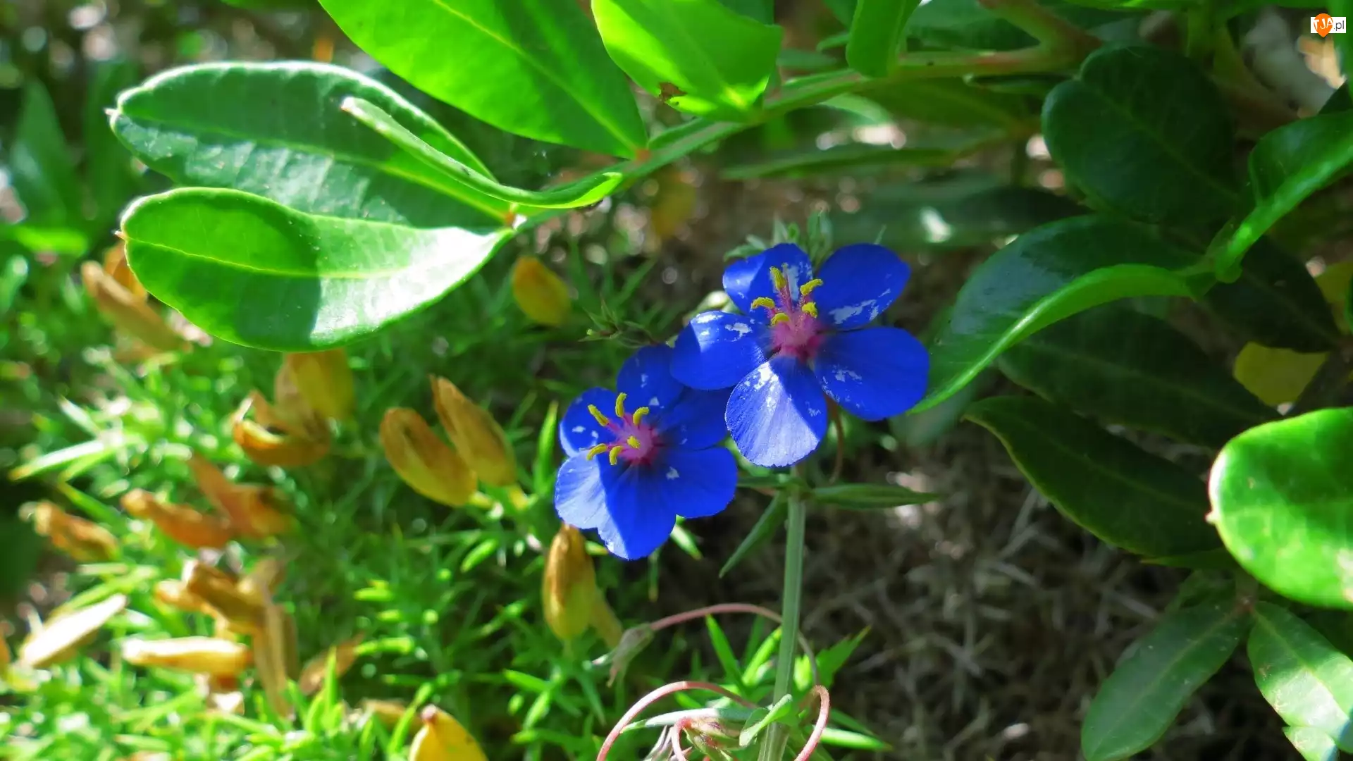 Niebieskie, Ogród, Kwiatuszki, Liście
