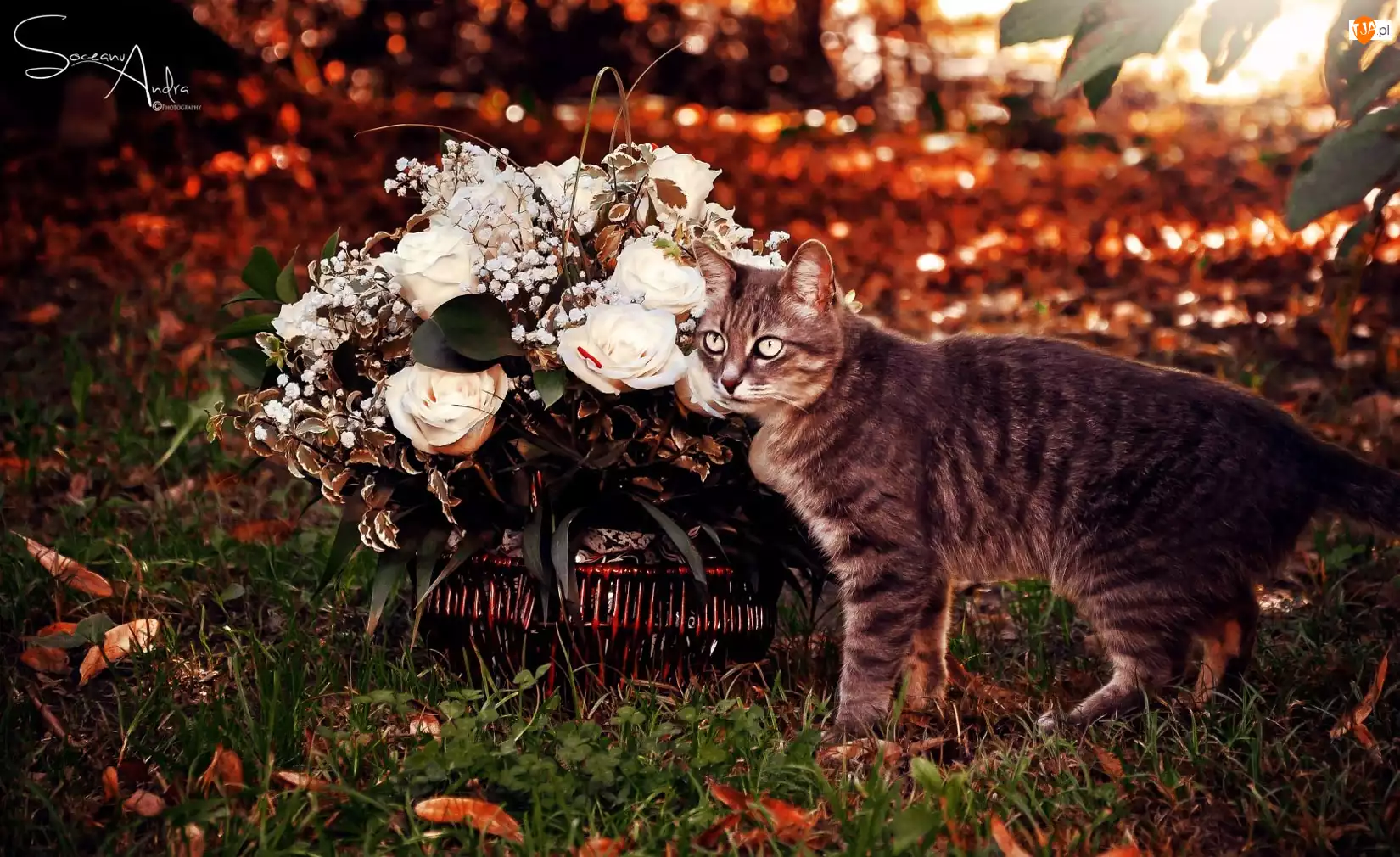 Kot, Róże, Koszyk, Kwiatów