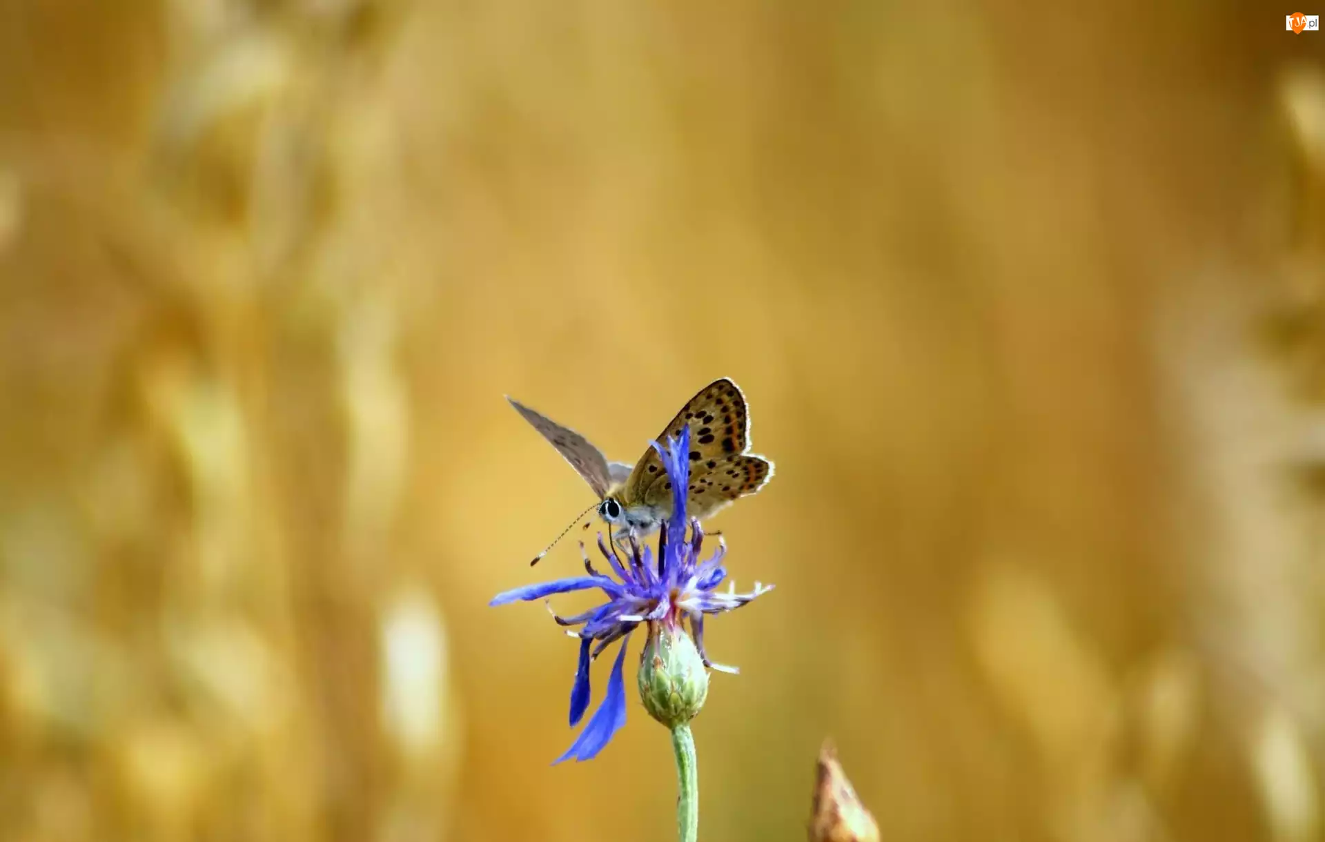 Kwiat, Motyl, Niebieski