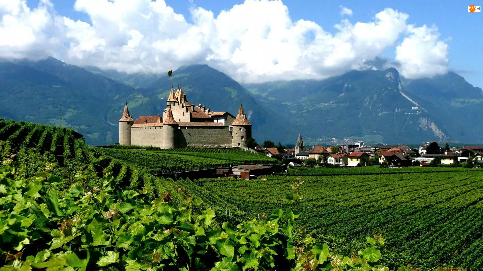 Winnice, Zamek Aigle Castle, Region Chablais Vaudois, Szwajcaria