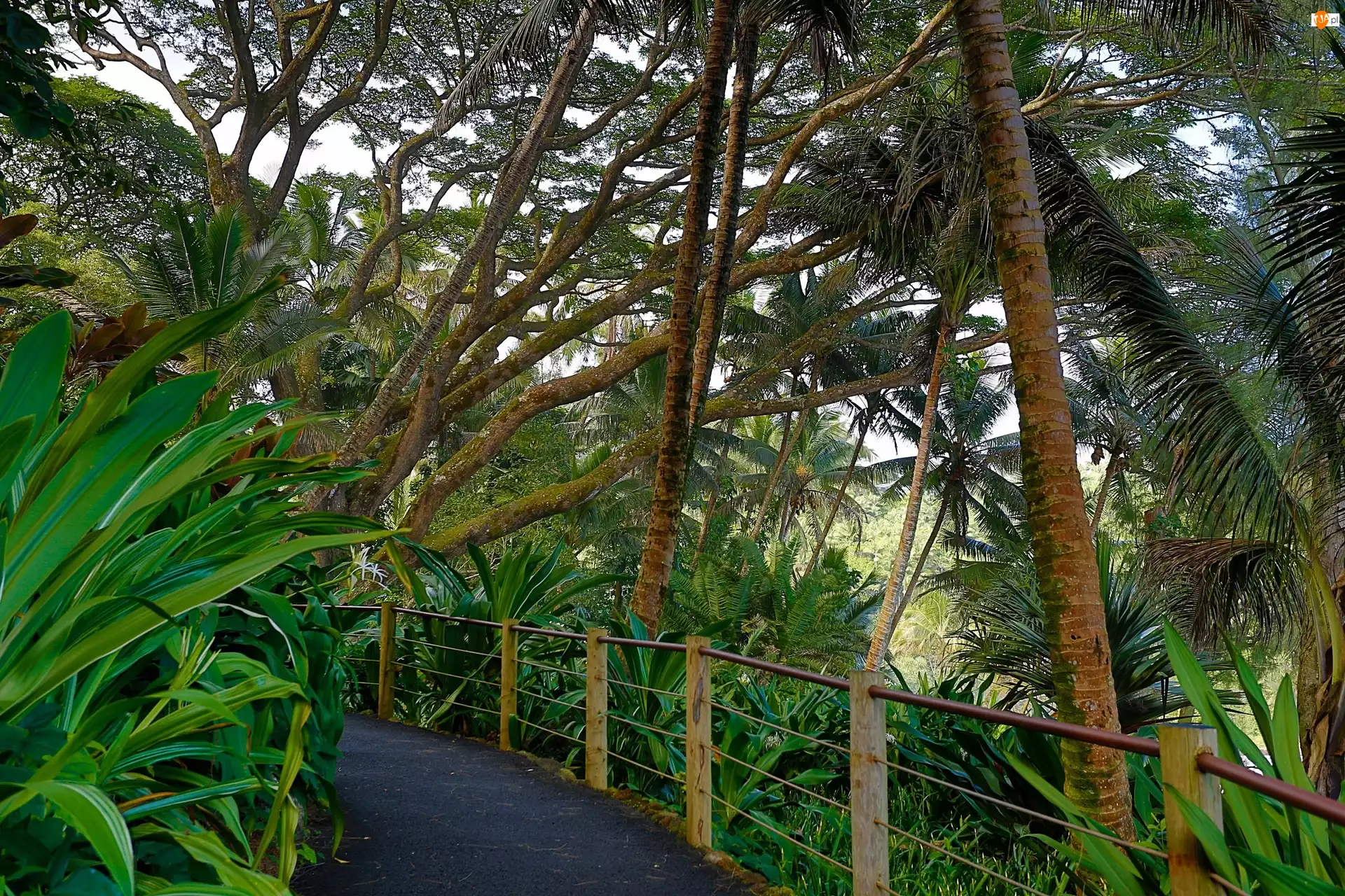 Tropikalny, Hawaje, Ogród Botaniczny, Deptak