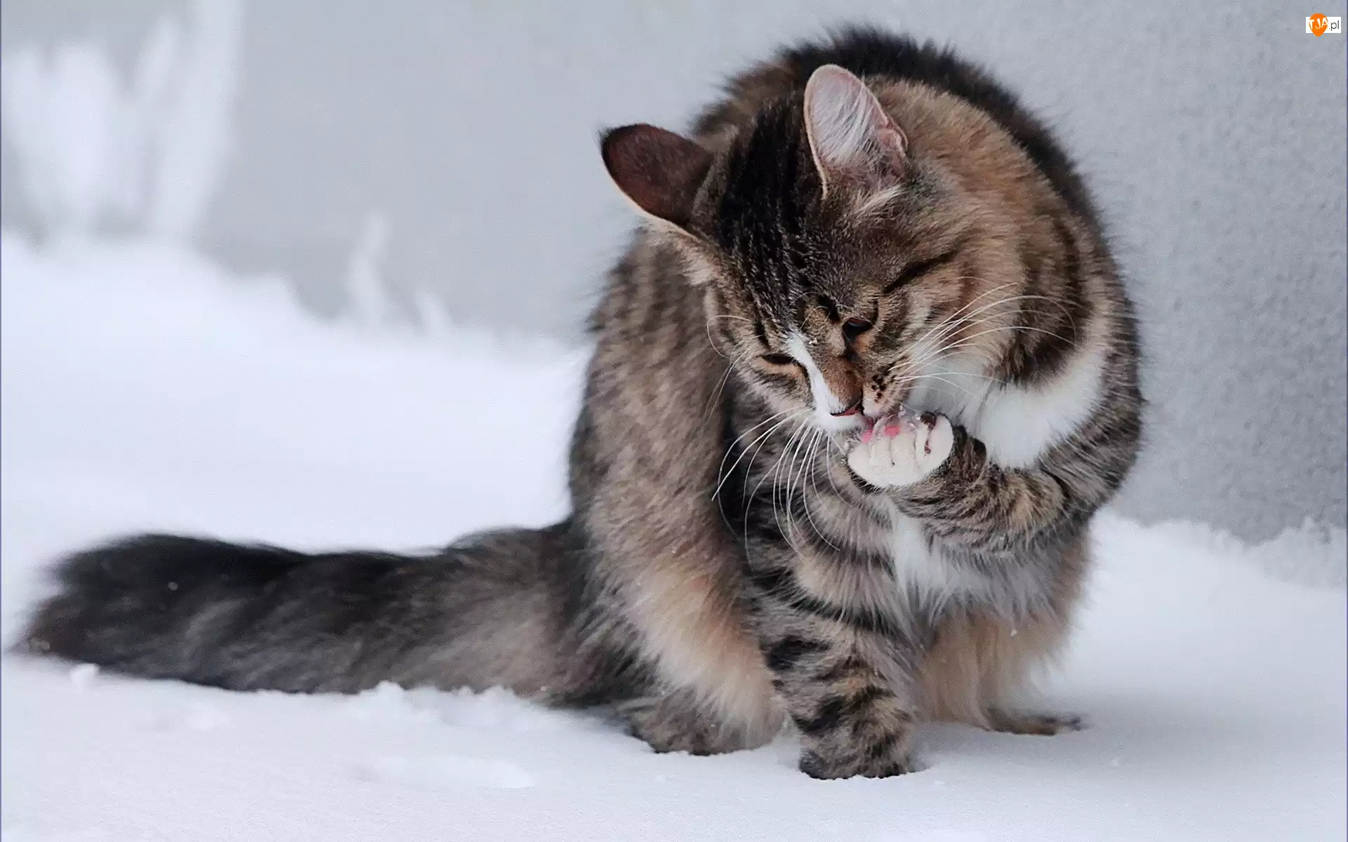 Zima, Kot, Śnieg