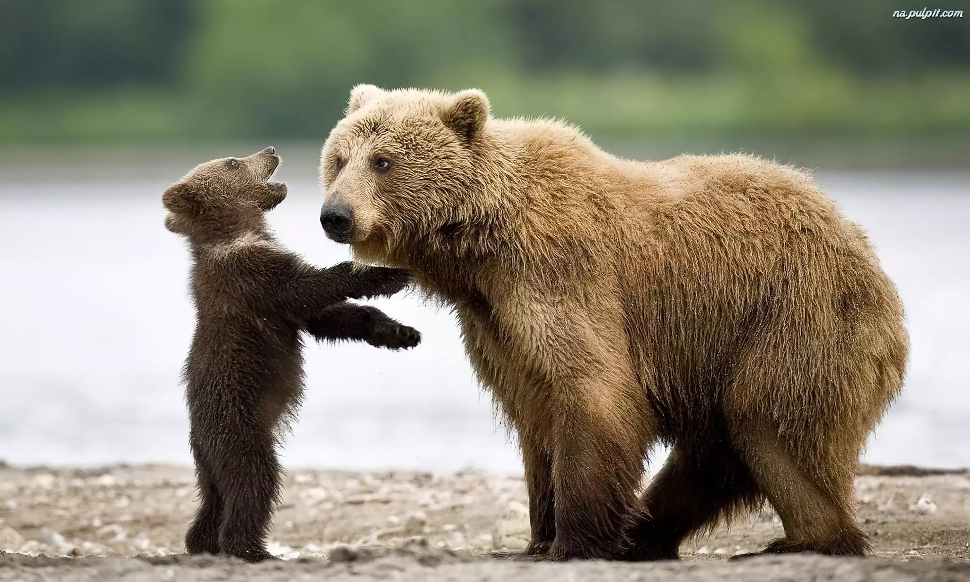 Niedźwiedzie, Dwa, Mały, Duży