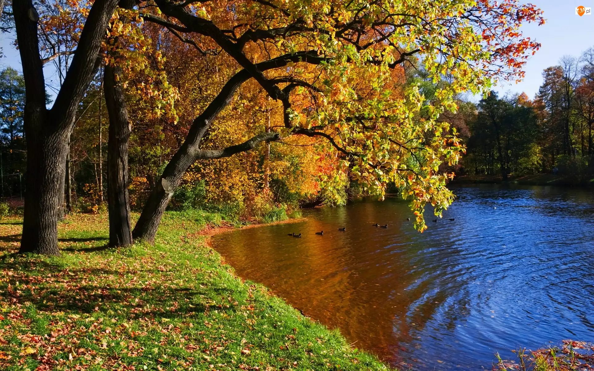 Jesień, Rzeka, Kaczki, Park