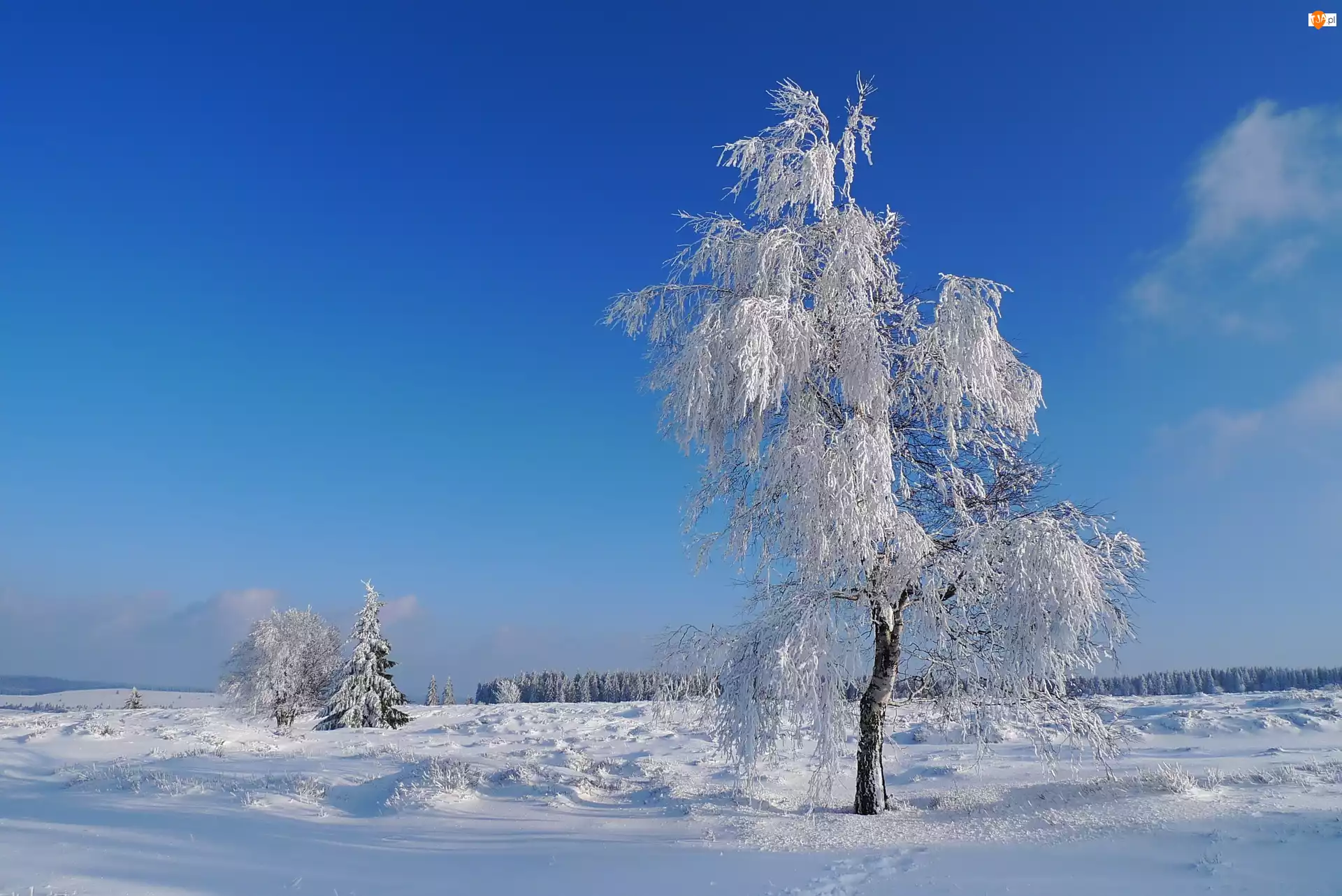 Niebo, Drzewo, Śnieg