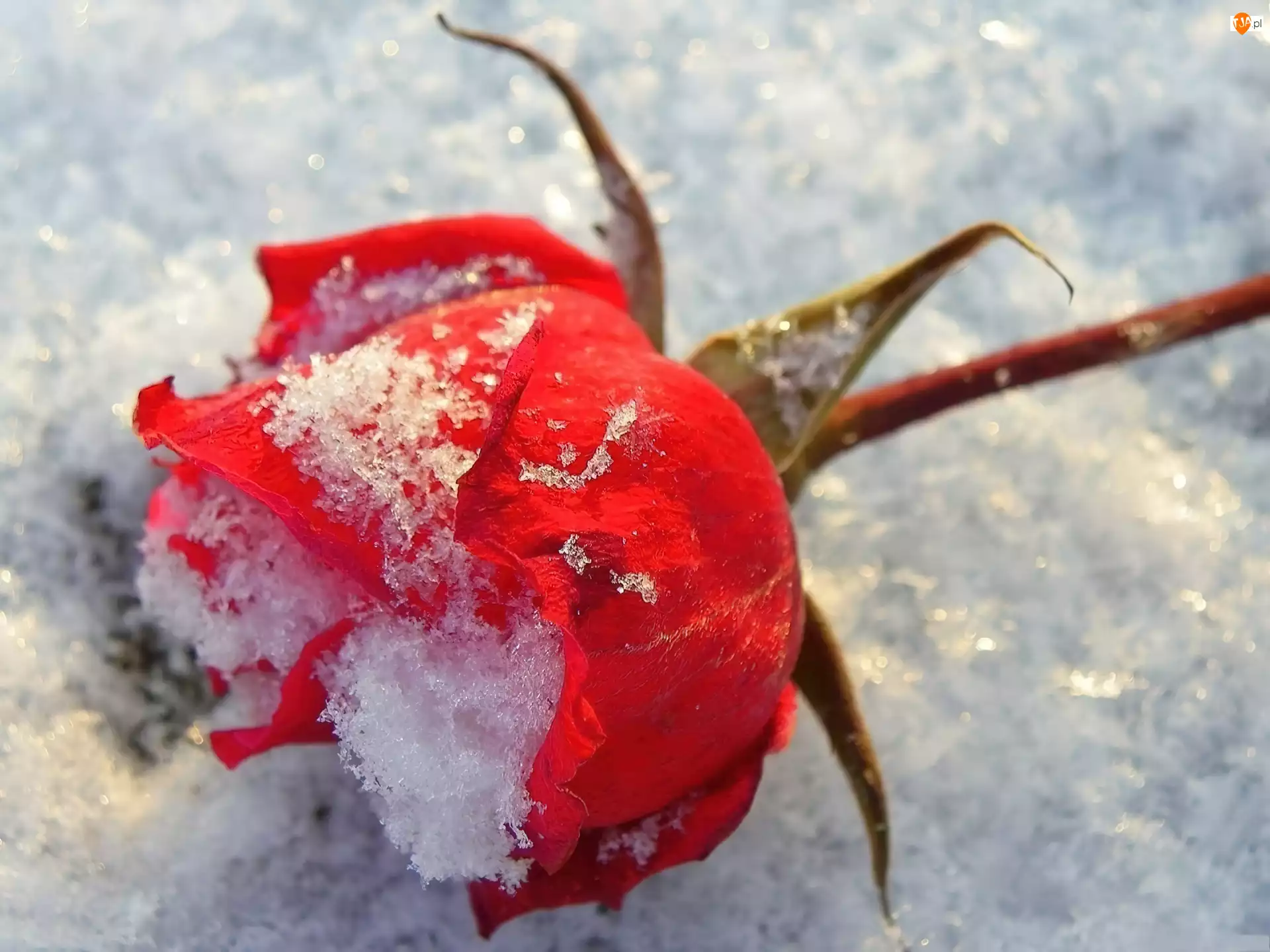 Czerwona,  

, Róża, Śnieg
