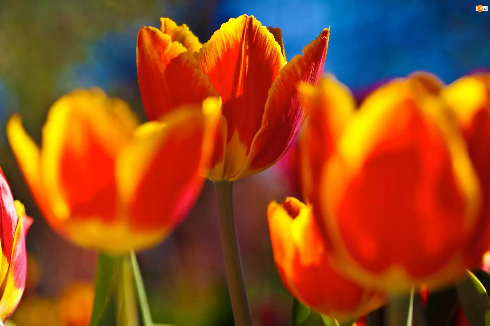 Tulipany, Pomarańczowo, Żółte