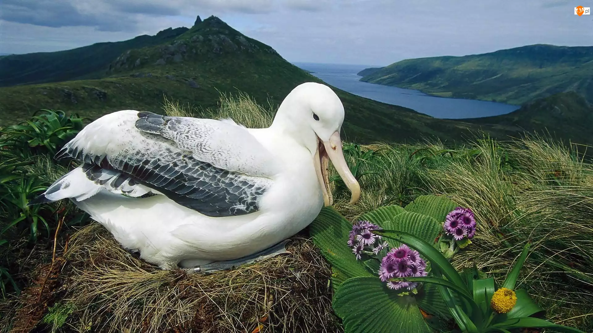 Gniazdo, Łąka, Albatros