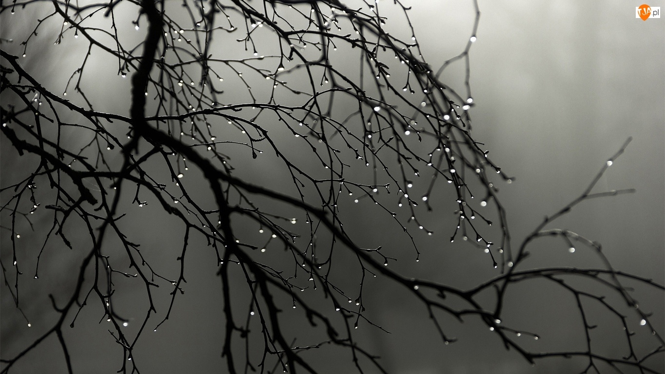 Deszczu, Gałęzie, Mgła, Drzewa, Krople