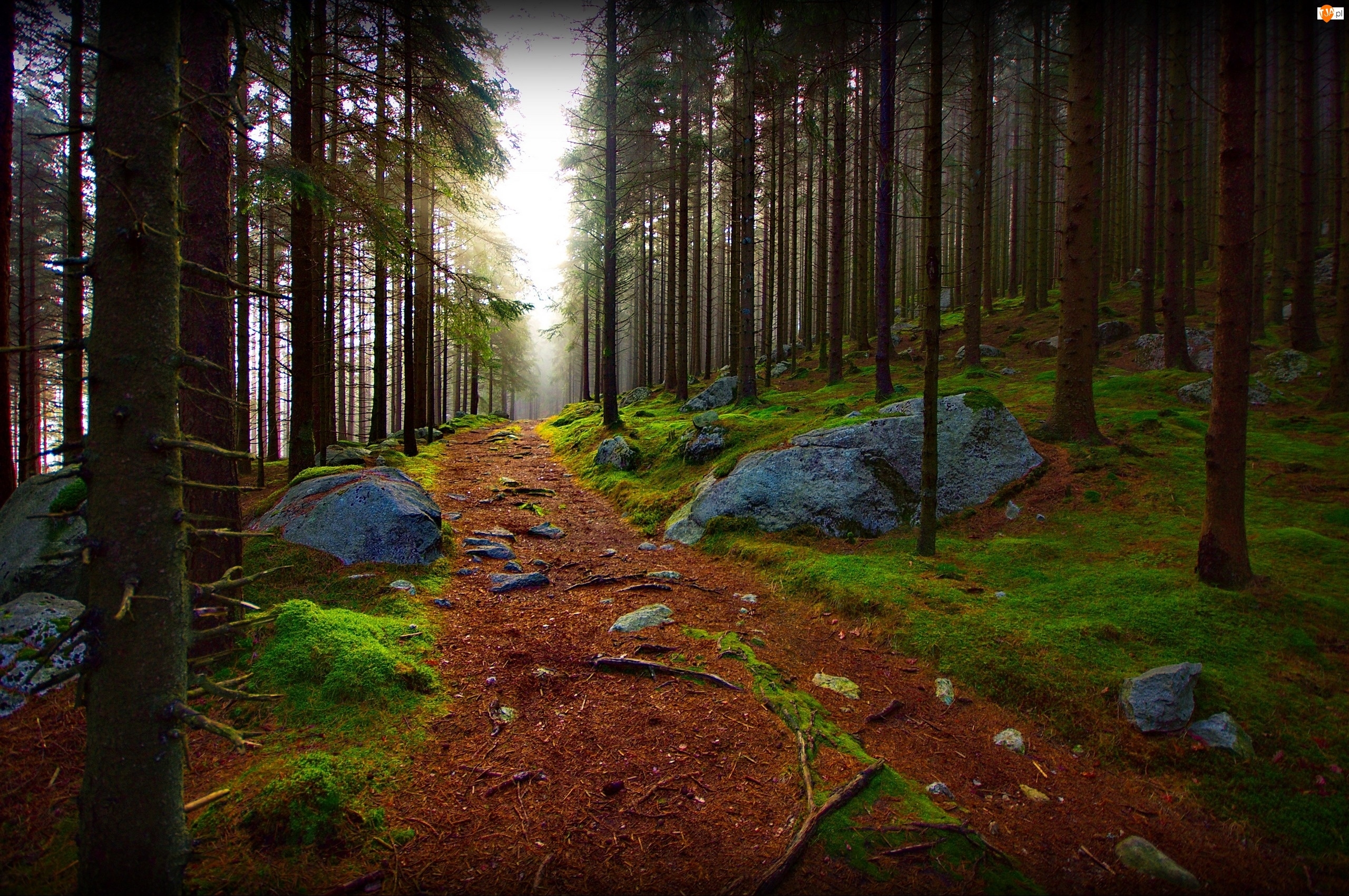 Las, Kamienie, Drzewa, Ścieżka